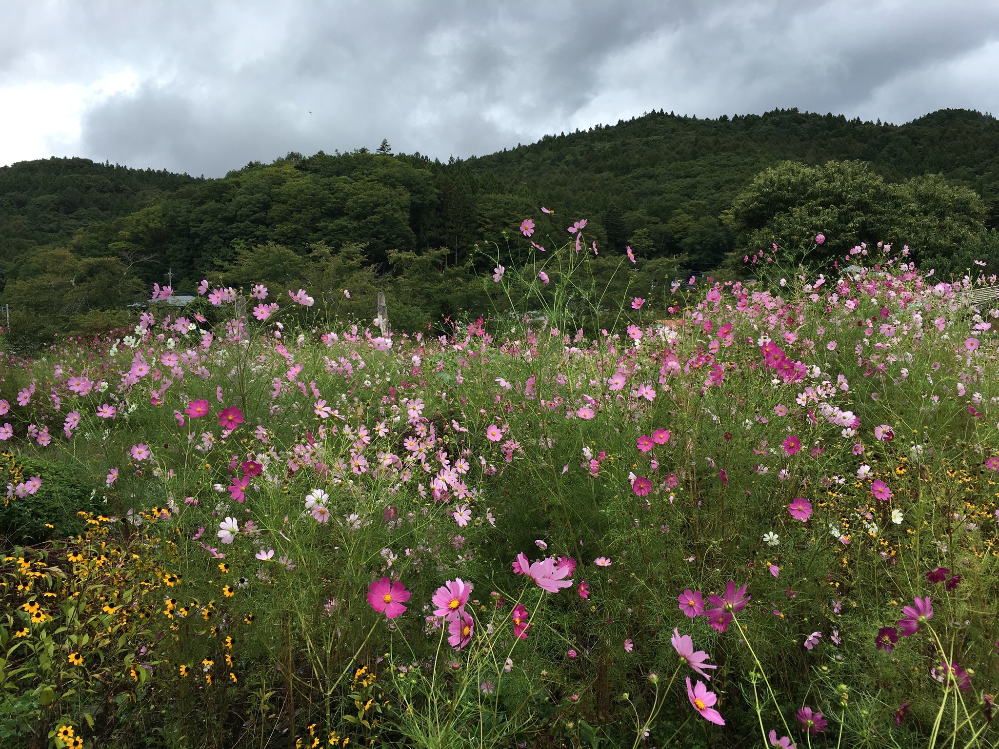 満開のコスモス。