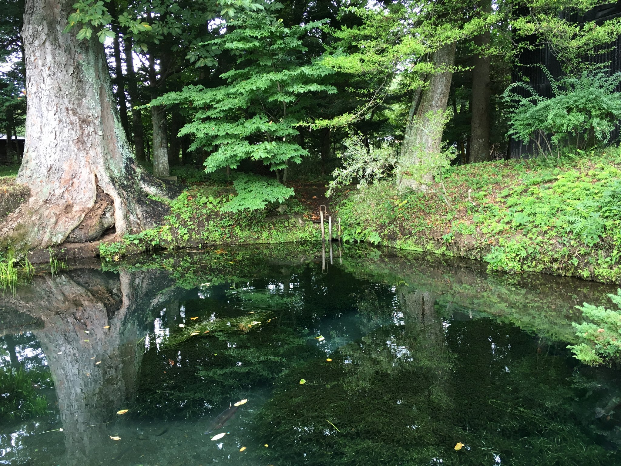 無くした物はどんなに探しても見つからないそうです。村人達は、「この池で洗い物をすると神の怒りをかう」と語り継いでいます。