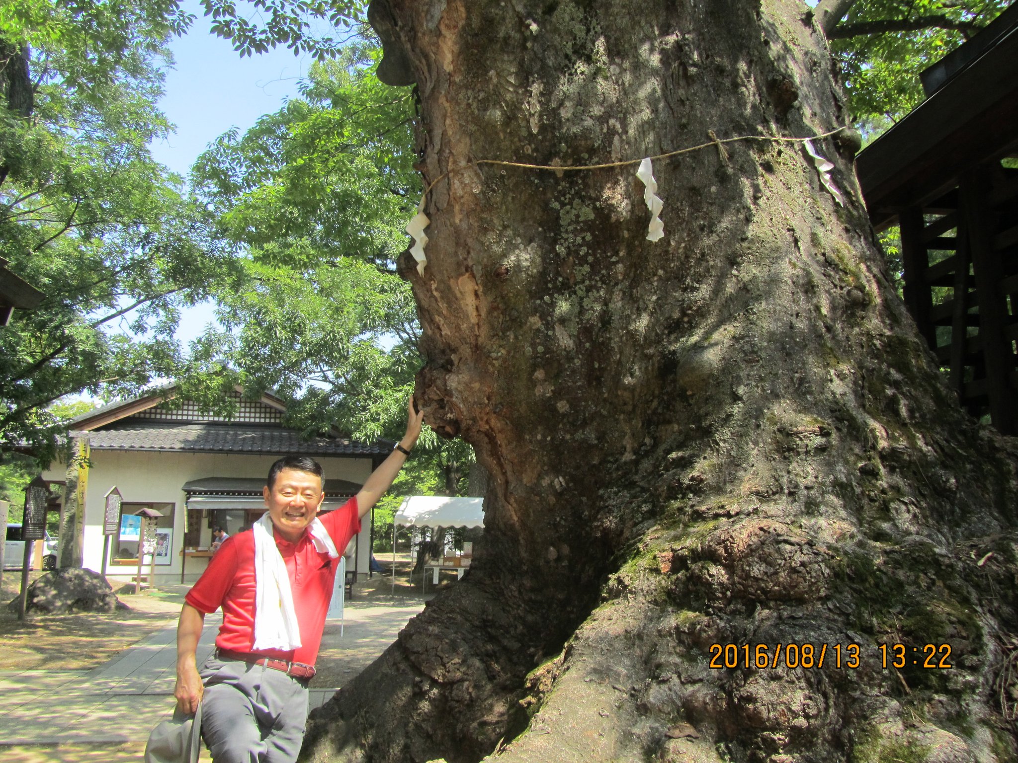 ケヤキの御神木（ごしんぼく）。私もこれからは、武田信玄の如く、いかなる困難に遭遇しても泰然自若（たいぜんじじゃく）として軍配団扇で受け止め、熟慮してから行動します。