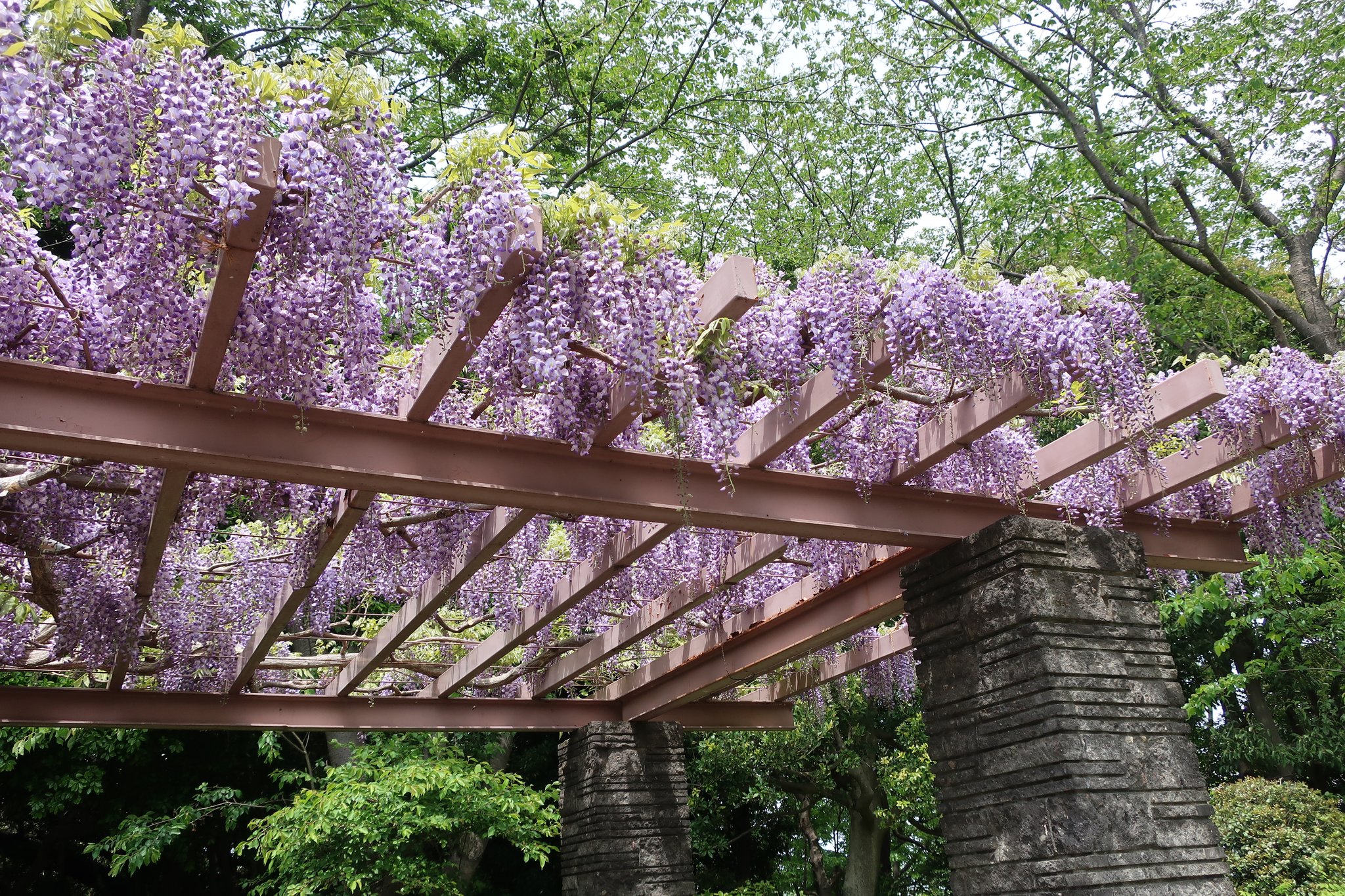 大庭城趾公園のフジ