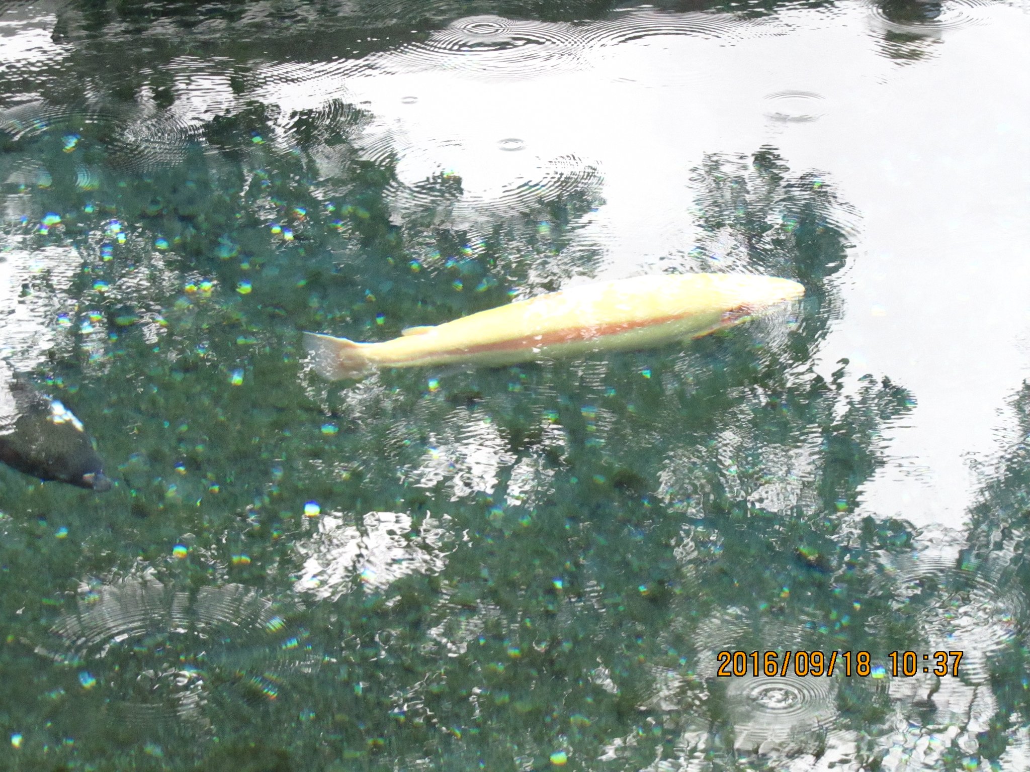 透き通った水に、金色の魚がハッキリ見えます。