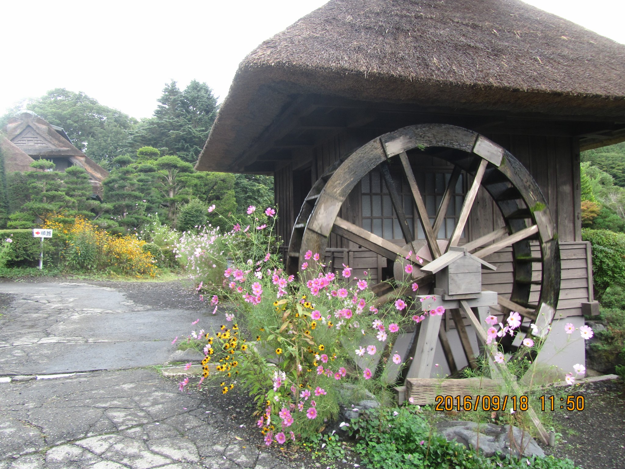 水車小屋とコスモス。