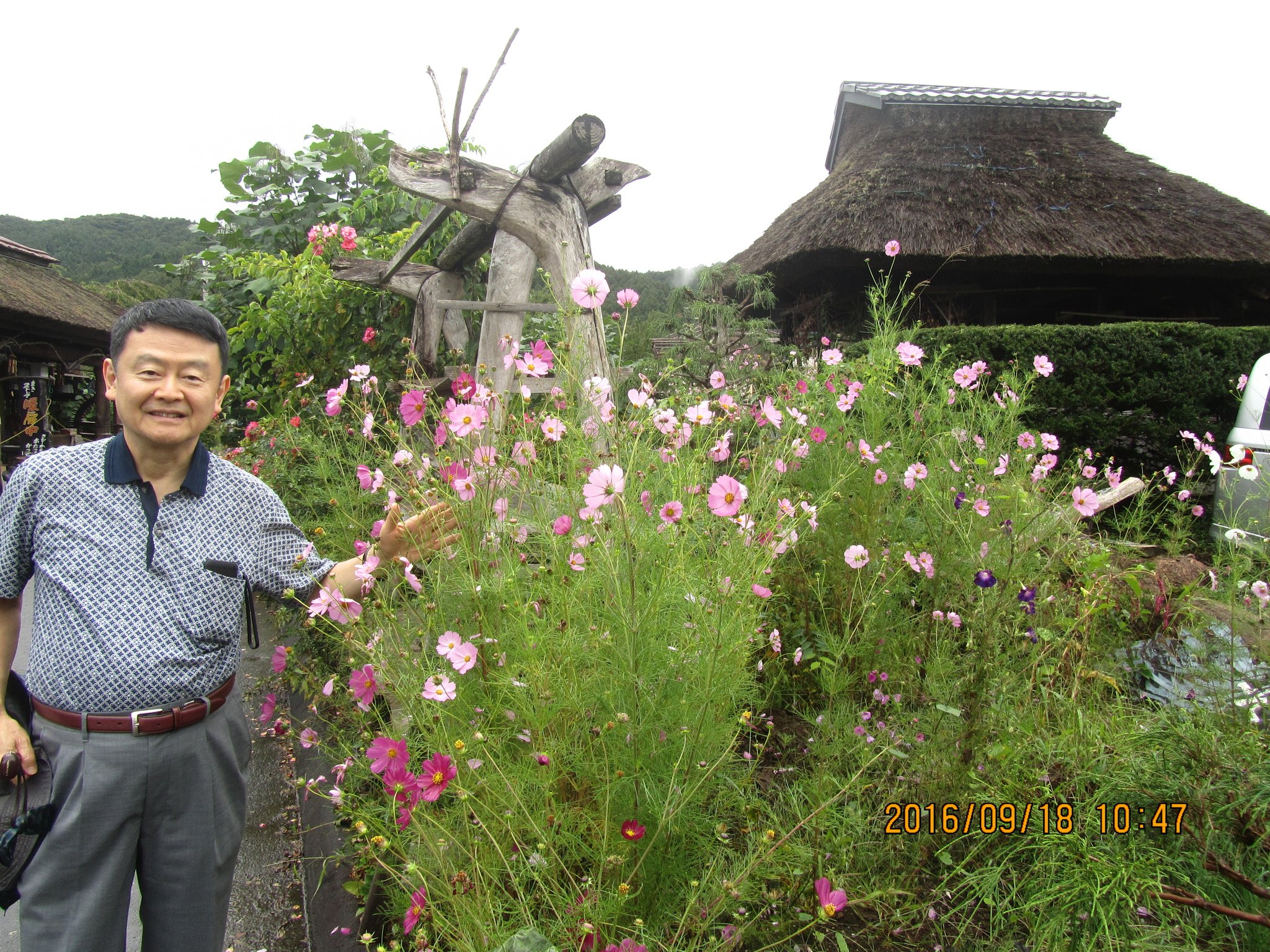 茅（かや）葺（ぶ）き茶屋とコスモス。