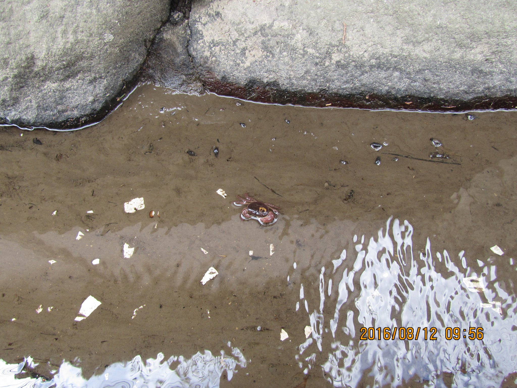 参道脇の水路に沢ガニがいました。手を伸ばせば届きそうです。