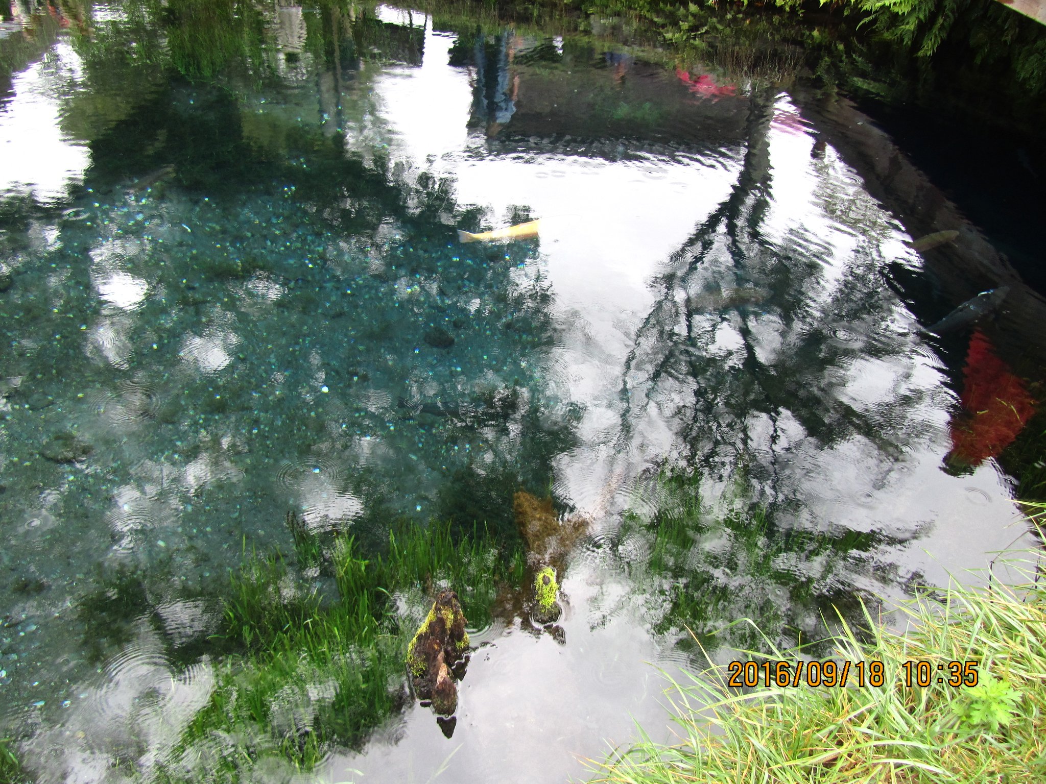 その後間もなく、溶岩の間から水が湧き出して、湧池となりました。湧水量も豊富で、揺れ動く水面（みなも）や深い水底の景観が美しいです。