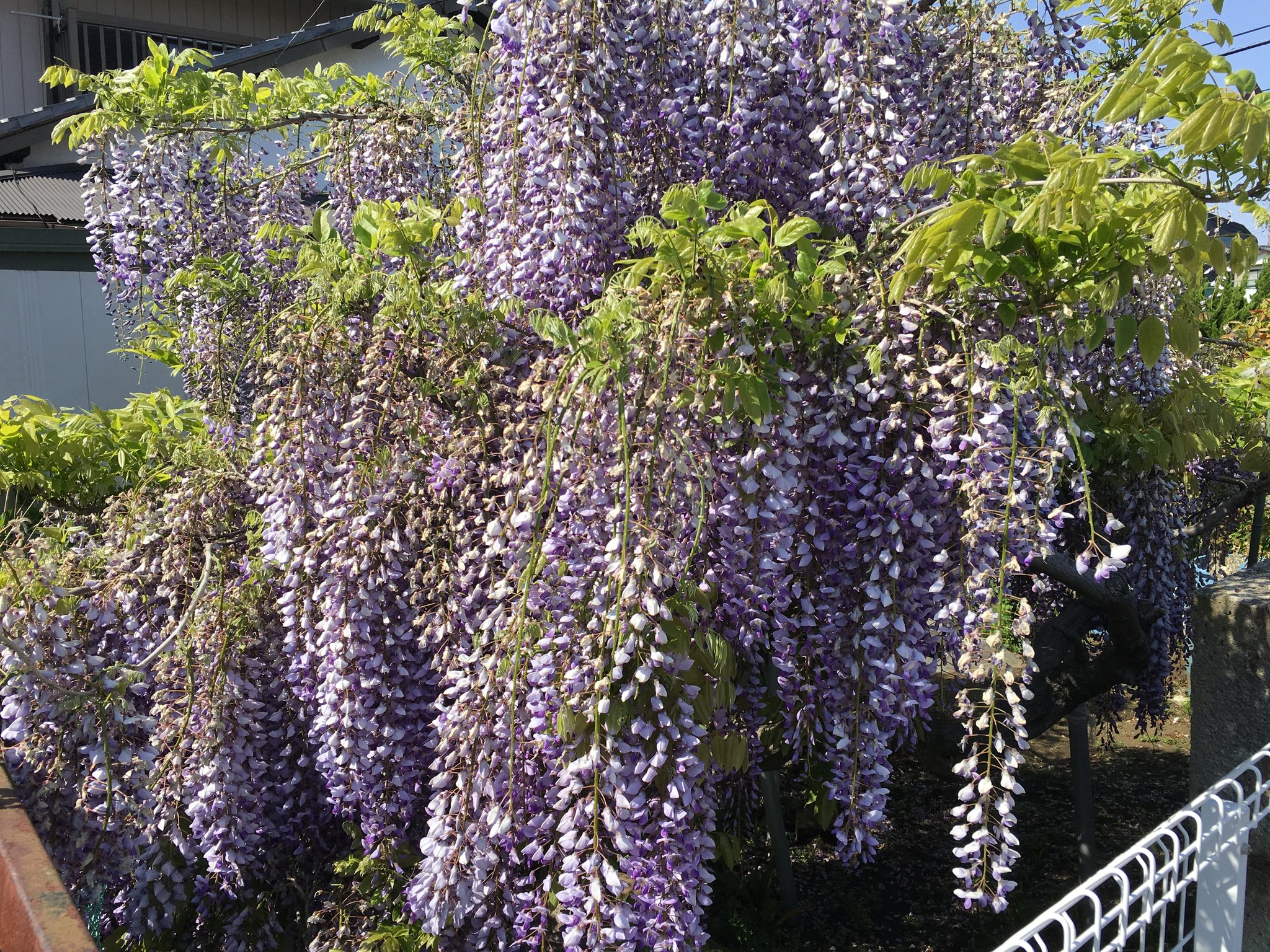 当院隣家のフジ