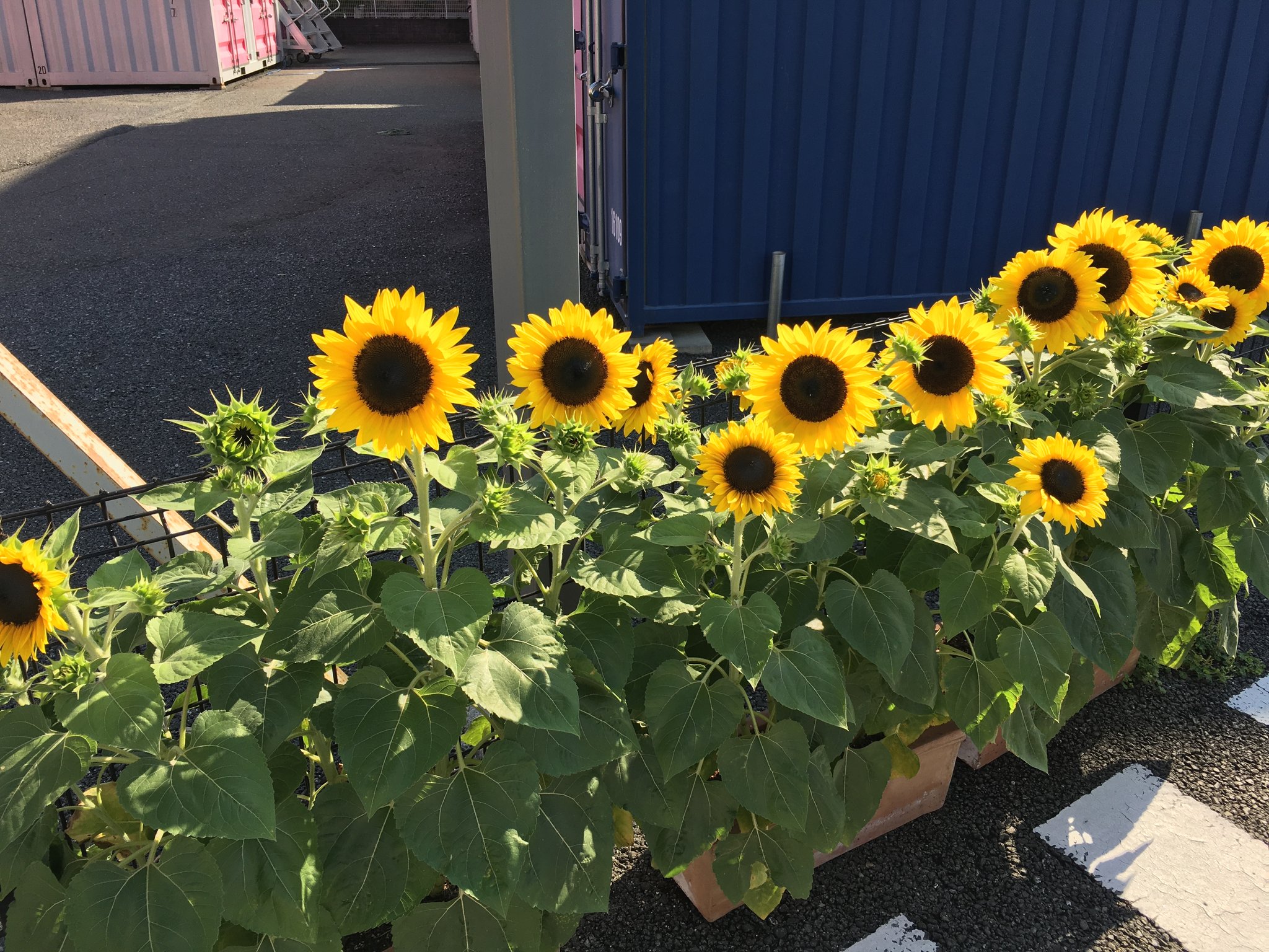 ウクライナに思いを馳せて育てたヒマワリが綺麗に咲きました。