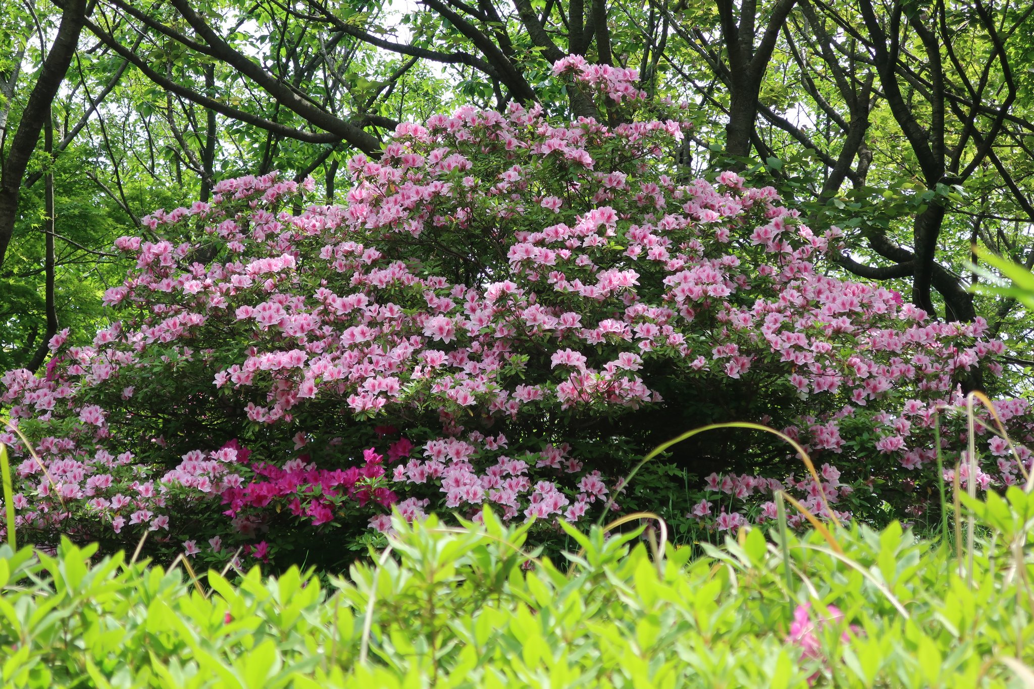 大庭城趾公園のツツジ