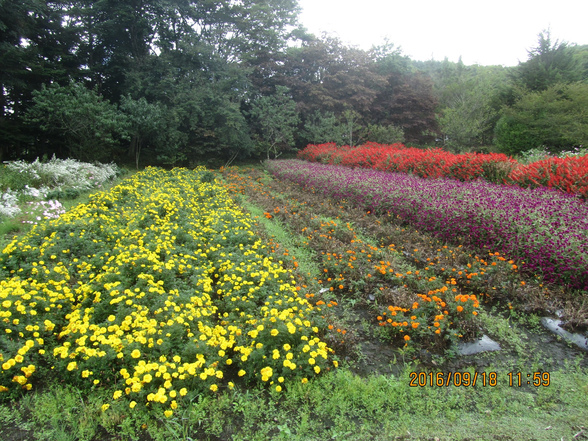 秋の花々が見事に咲き乱れています。