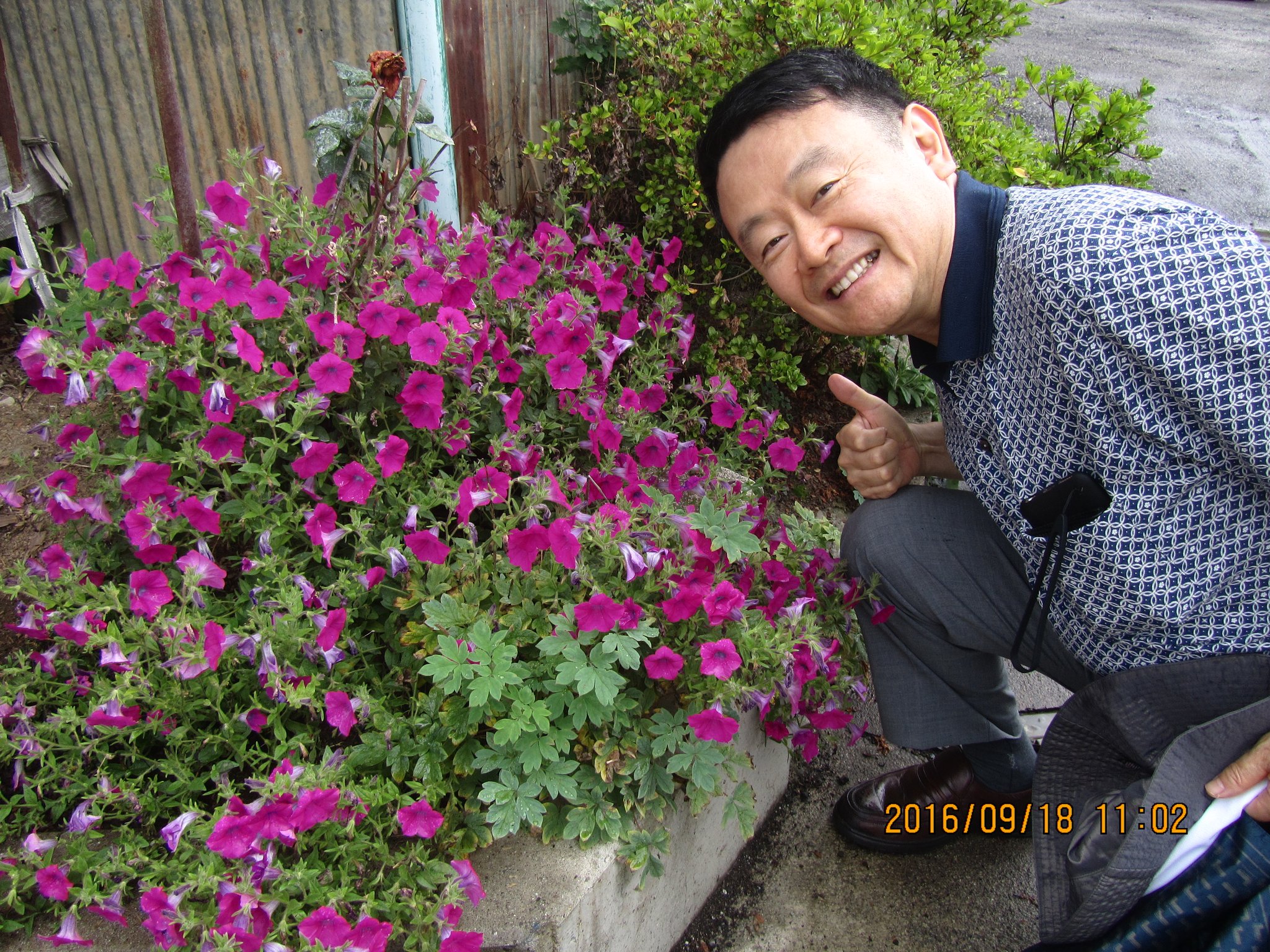 美しい秋の花。