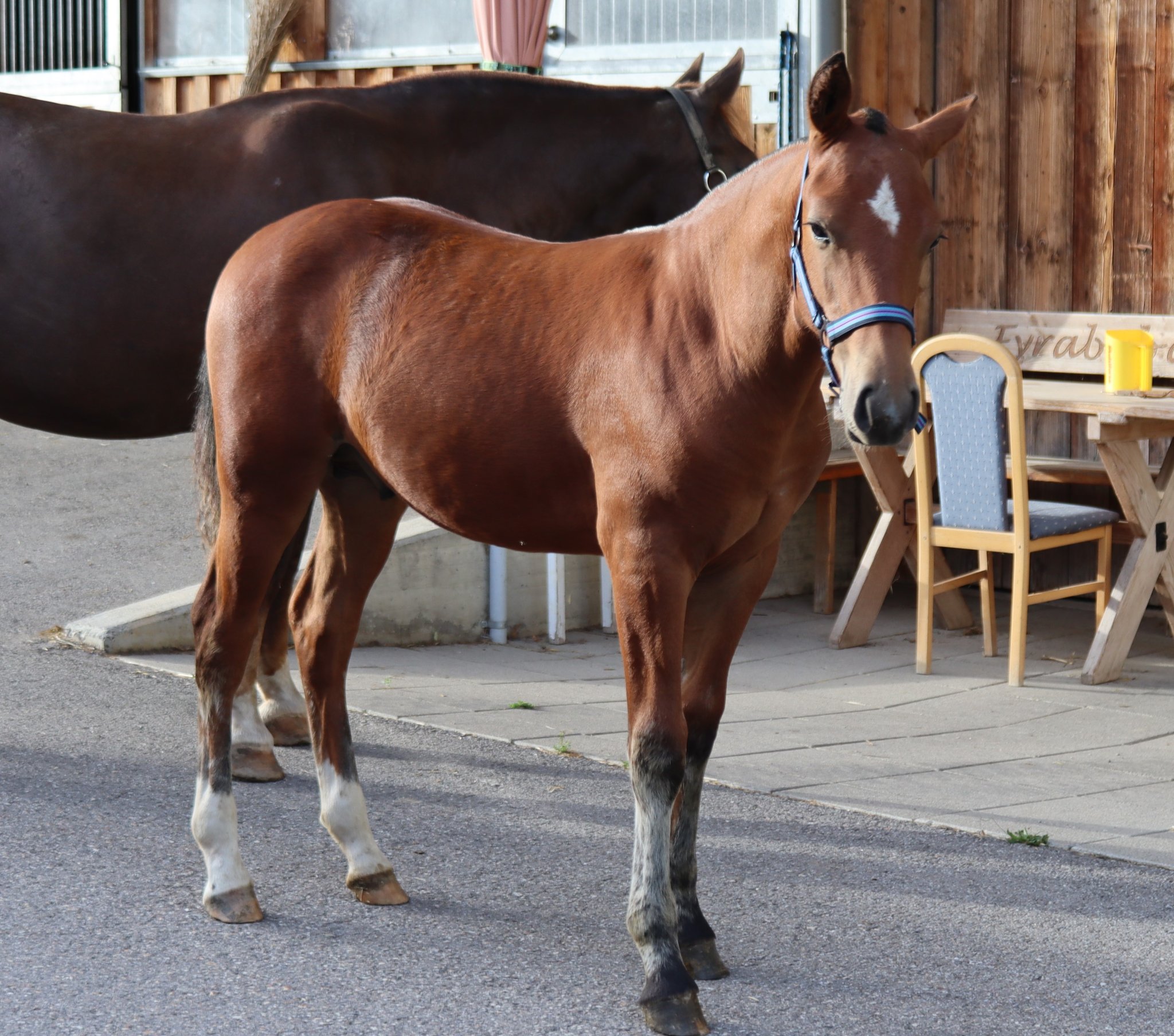 Delano, geb. 2023; Vater: Don Caprio; Muttervater: Harquis