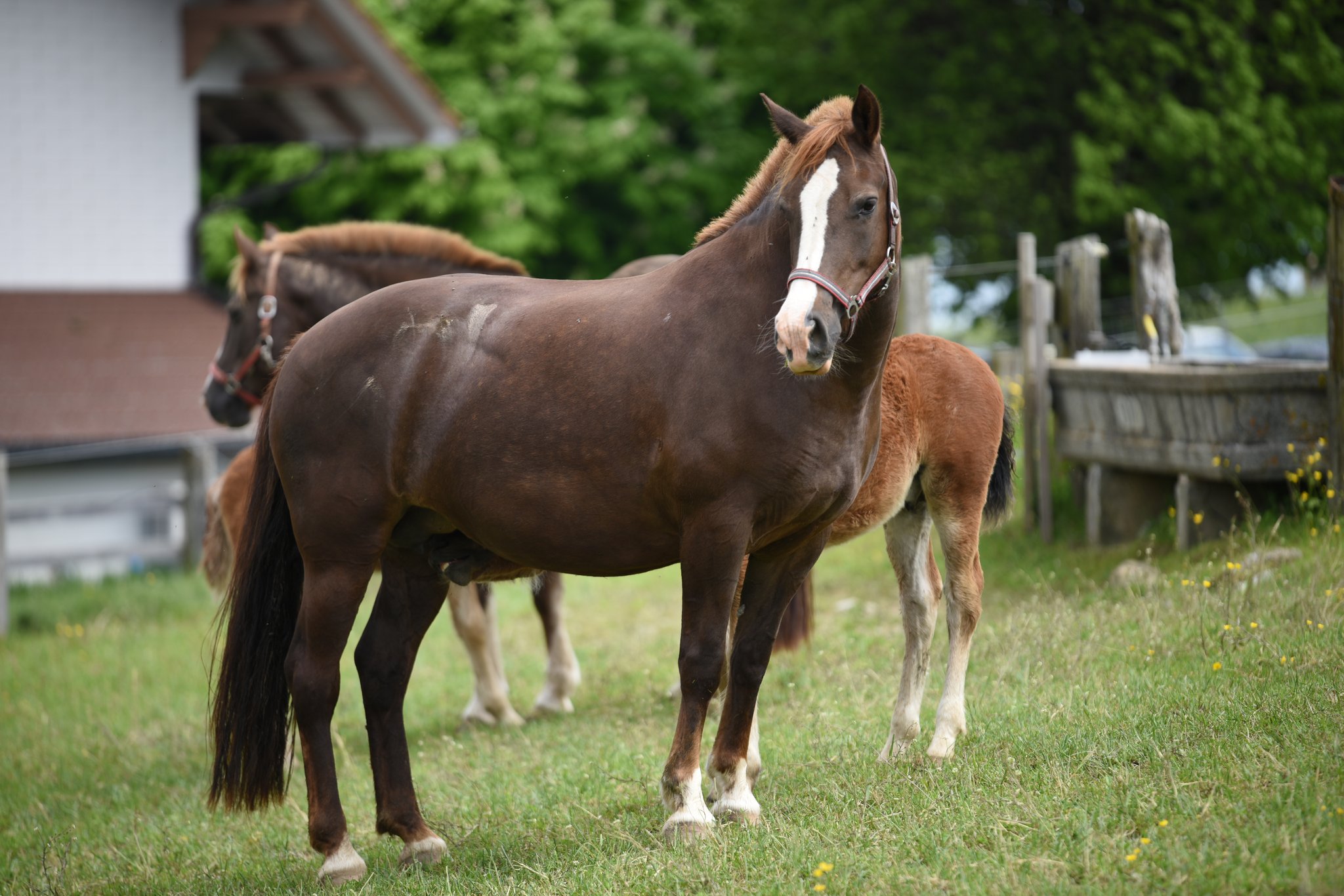 Moana Lisa, gebore 2011; Vater: Harquis; Muttervater: Highwood