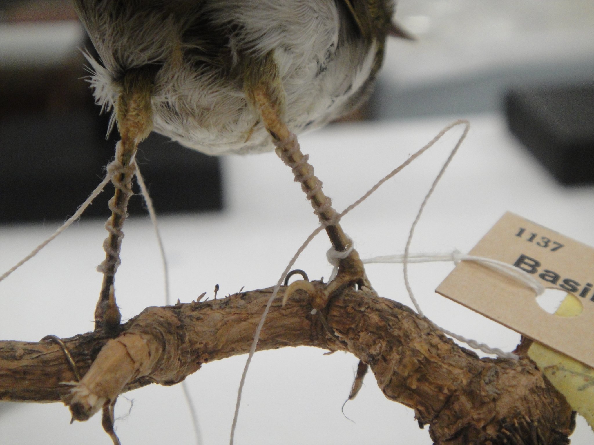 Reparatur geplatzter Vogelbeine