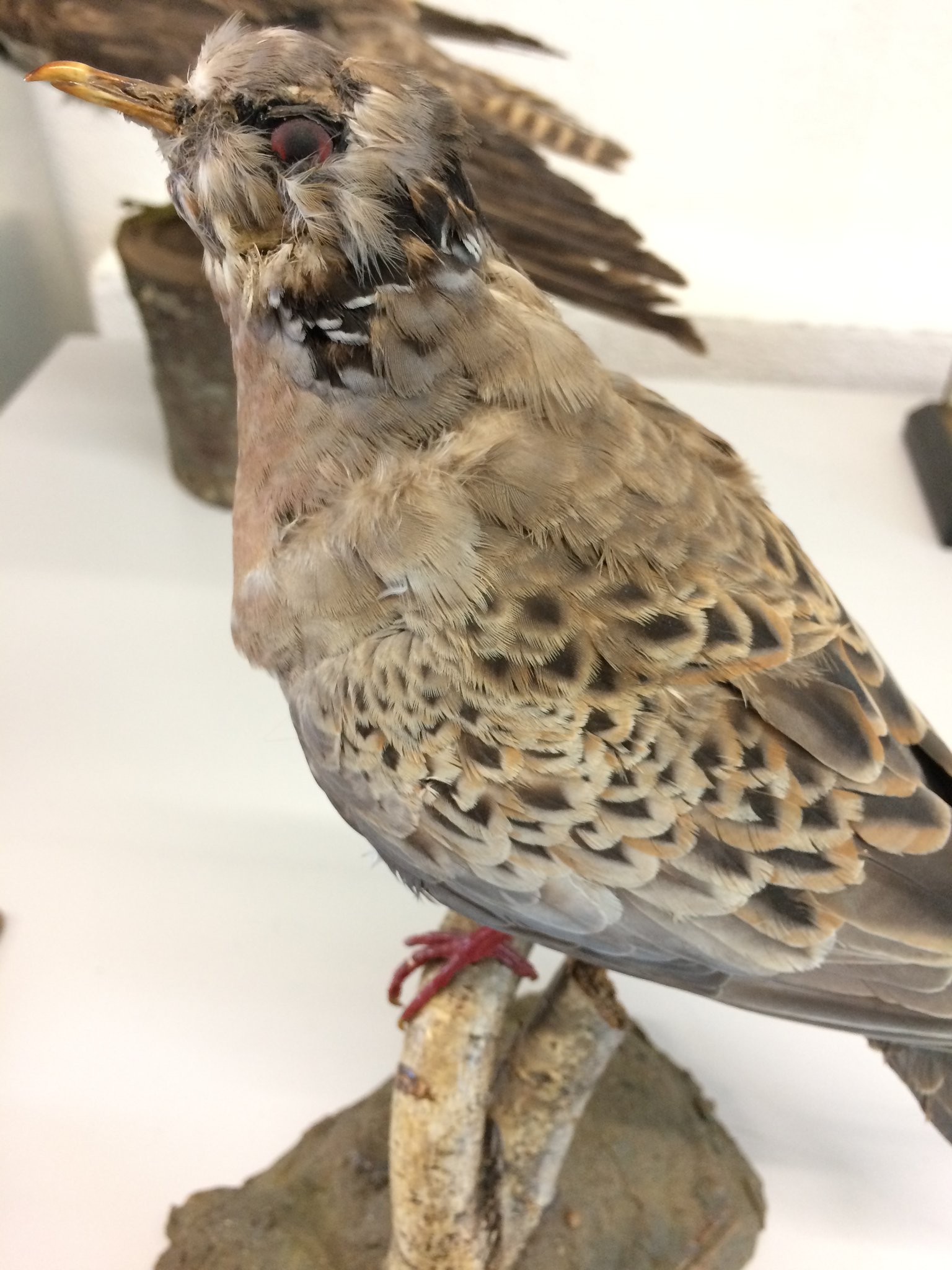 Schwer beschädigtes Präparat einer Turteltaube