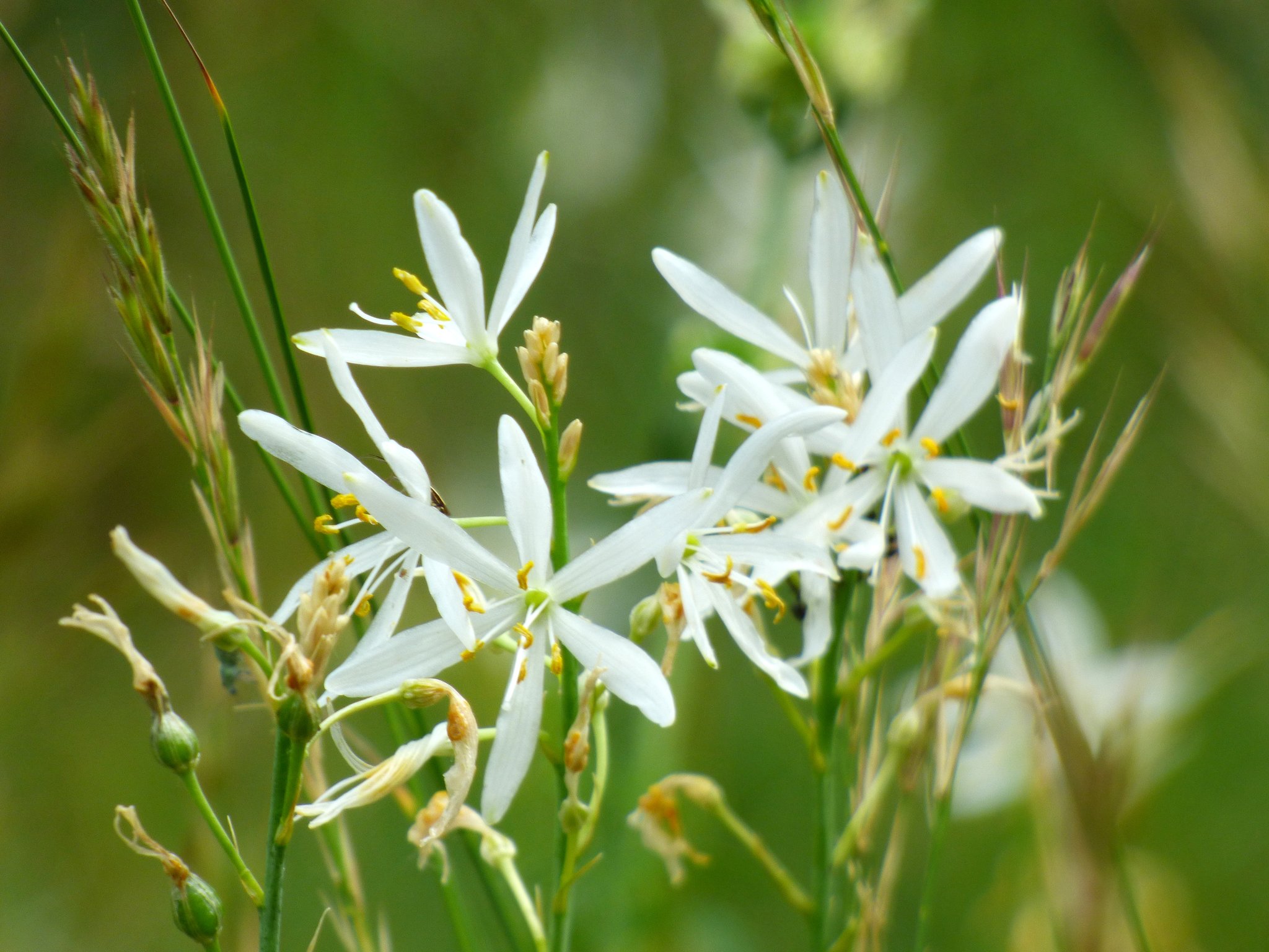 Graslilie (Bild: Stefan Jung / NABU)