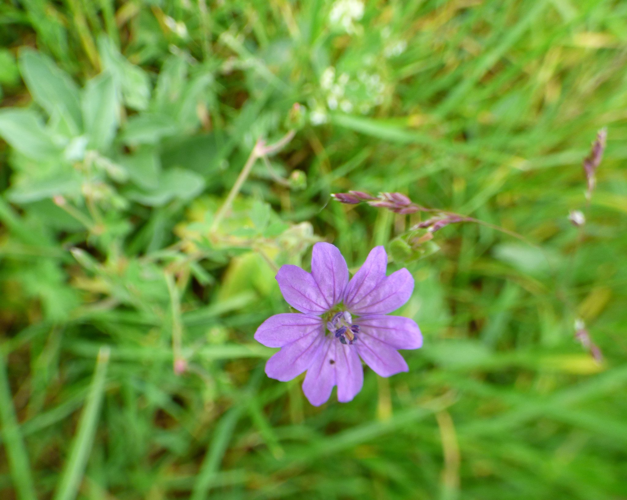 Pyrenäen-Storchschnabel (Bild: Stefan Jung / NABU)