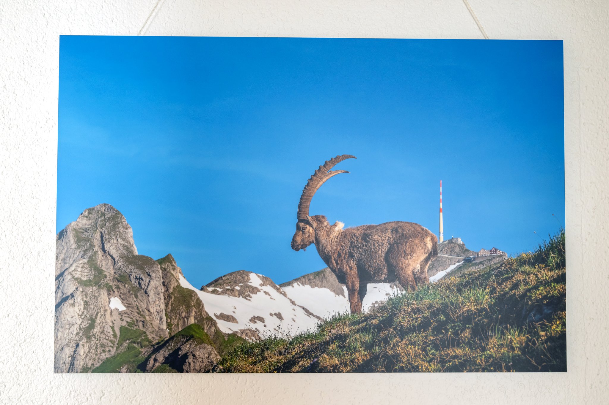 Wandbild SäntisBock-Dibond FineArt-Format 800mm x 530mm