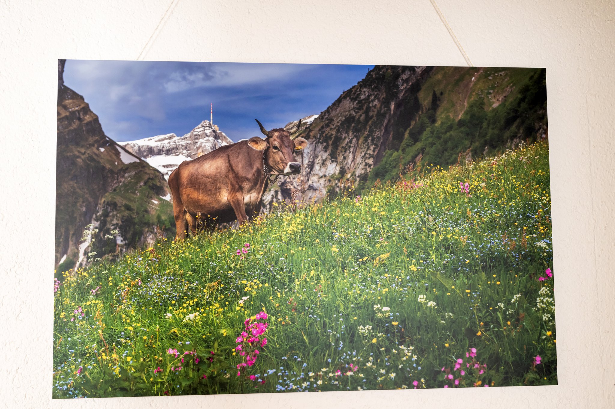 Wandbild SäntisKuh-Dibond FineArt-Format 800mm x 530mm