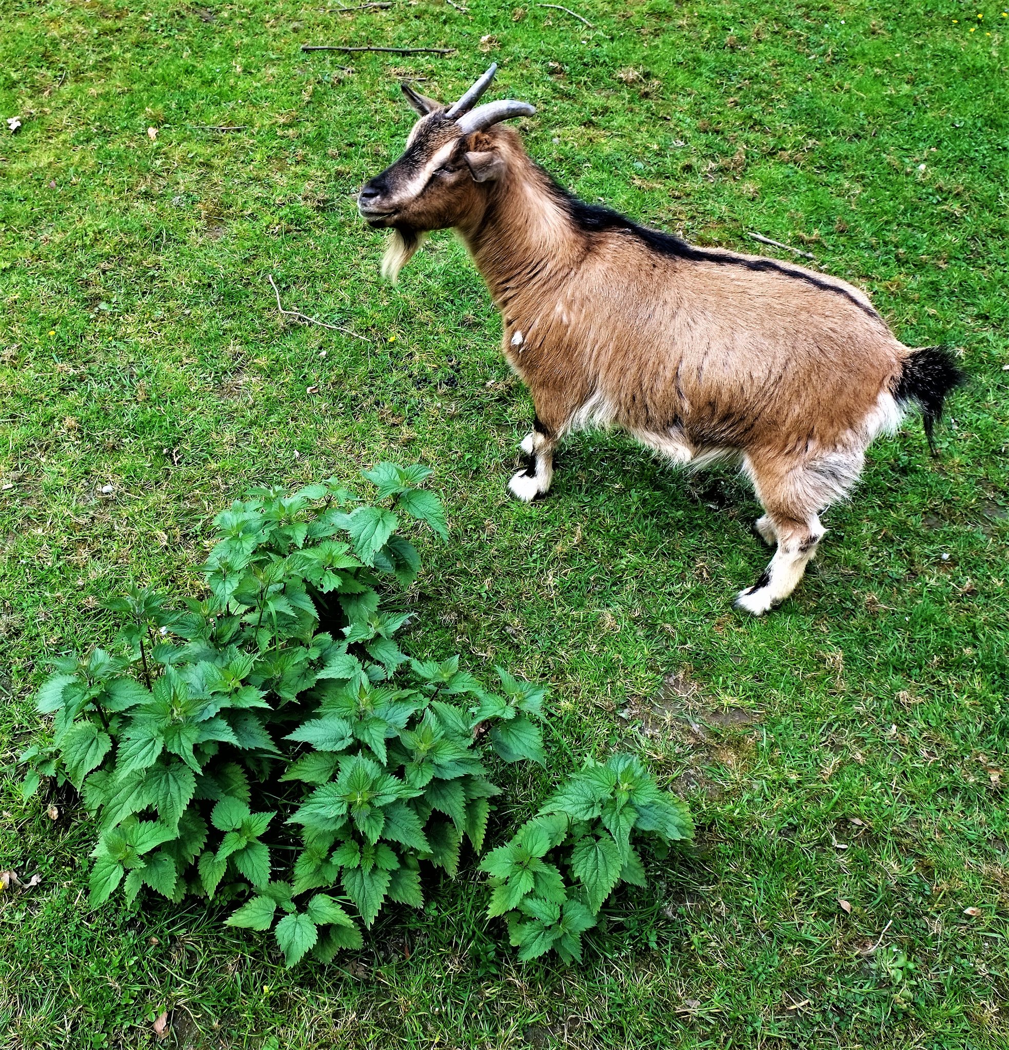 Nur die Ziege ist von Brennnesseln mässig begeistert ...