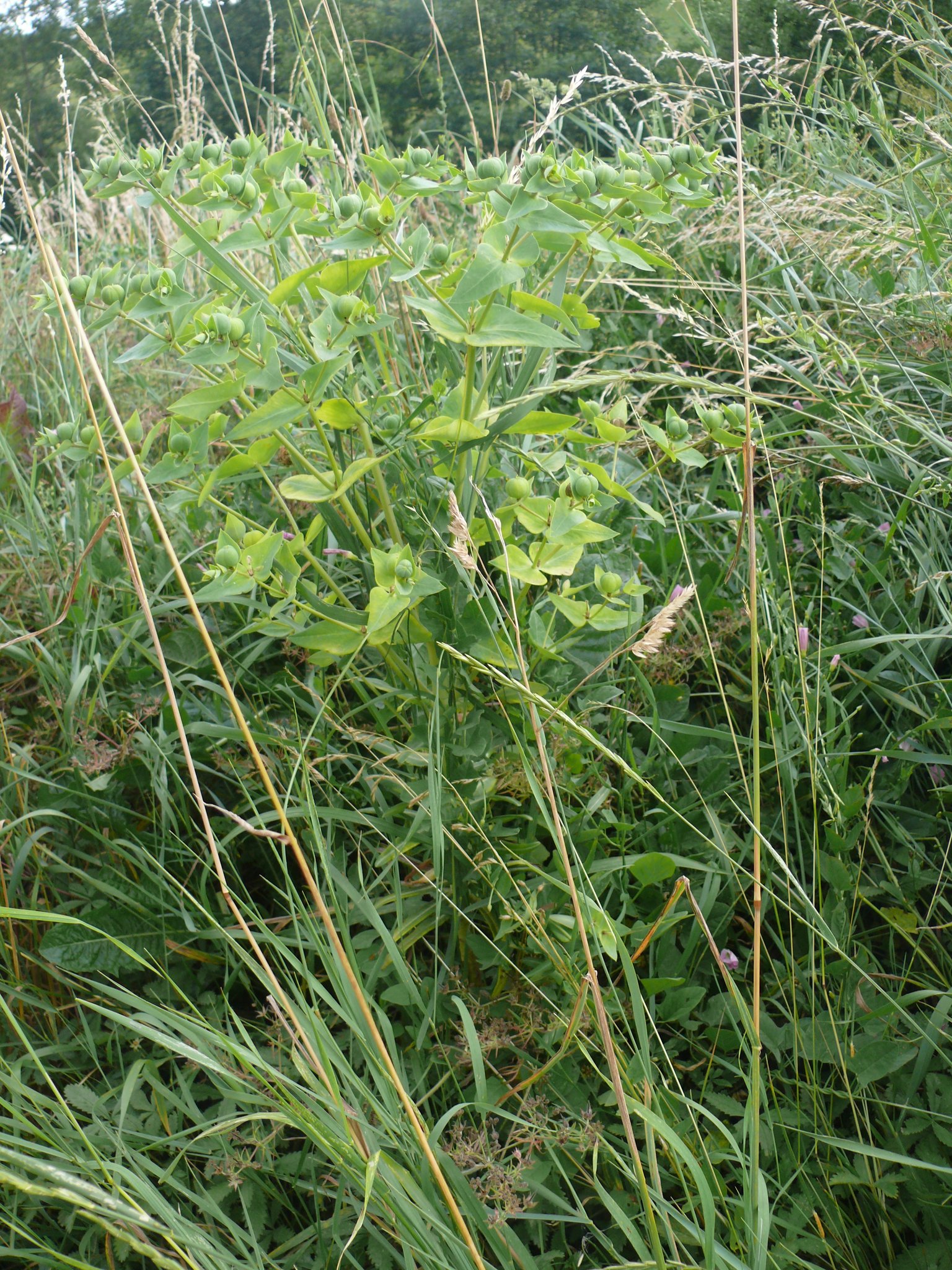 Kreuzblättrige Wolfsmilch - Euphorbia lathyris - eine mächtige Pflanze, ca. 70cm hoche
