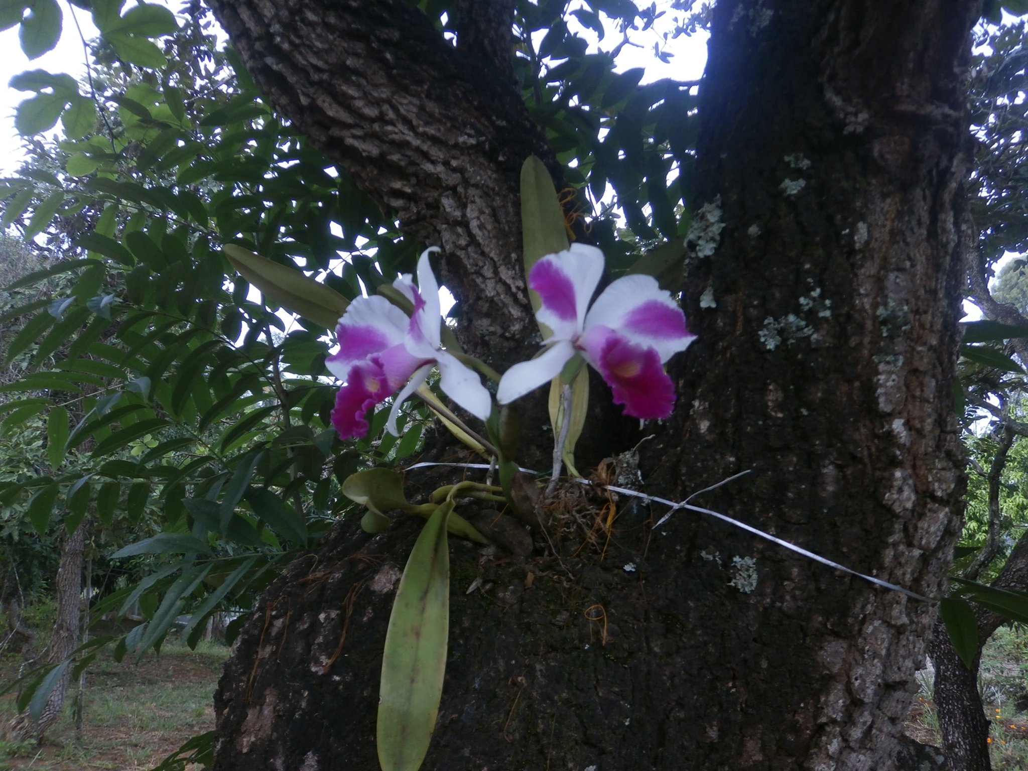 こちらは別の色の入り方が珍しい蘭の花。