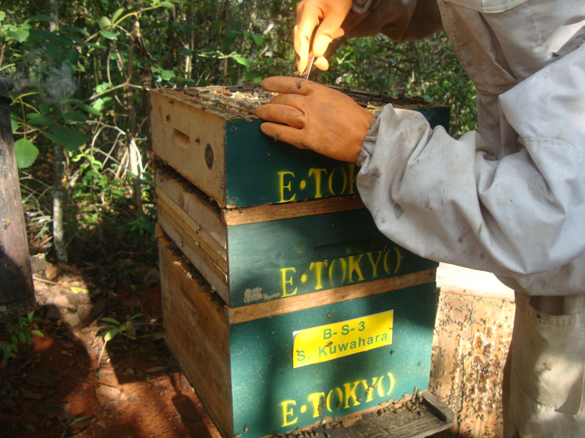 巣箱の手入れの様子。