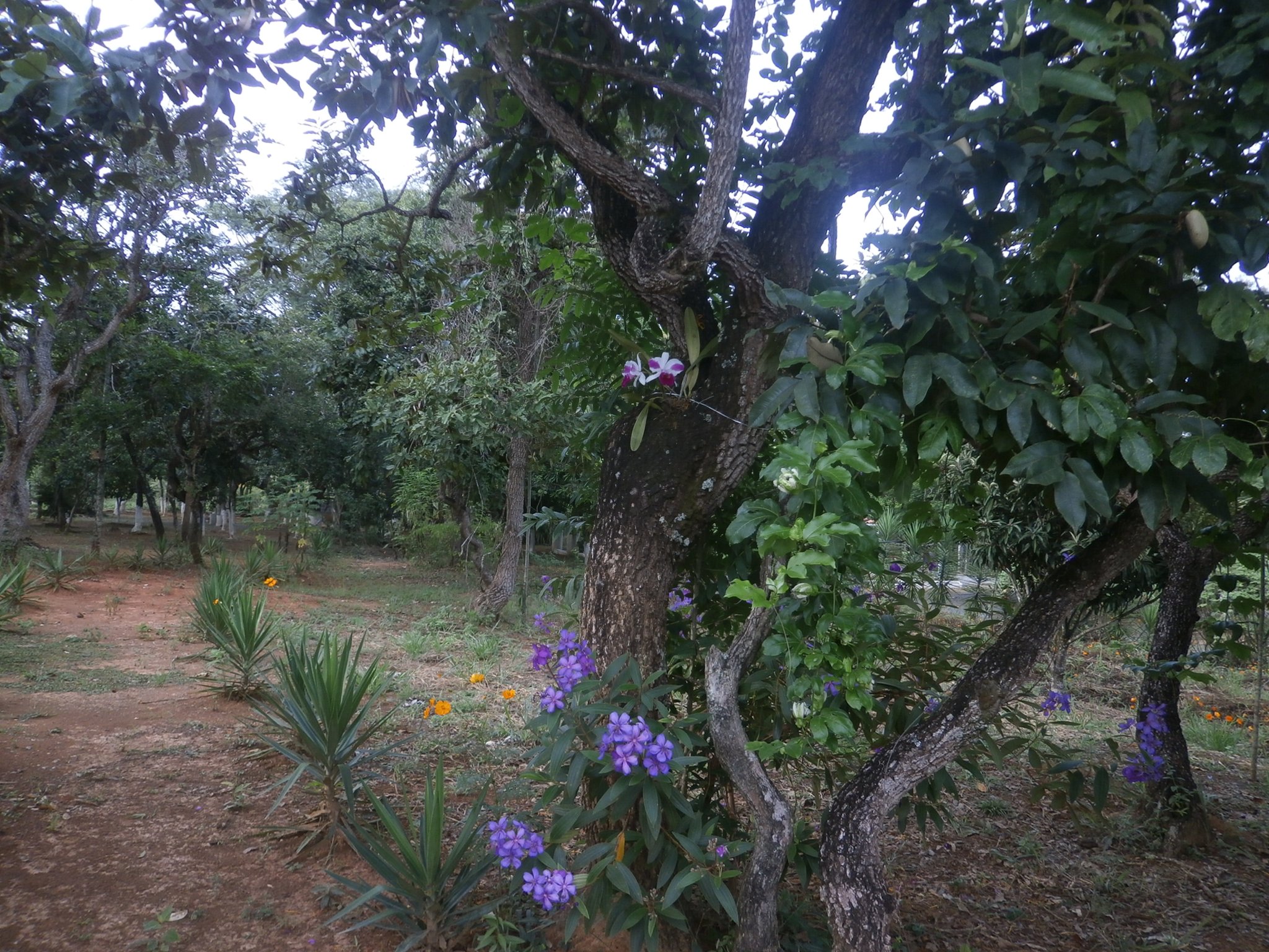 蘭の周りも花が沢山咲いています。