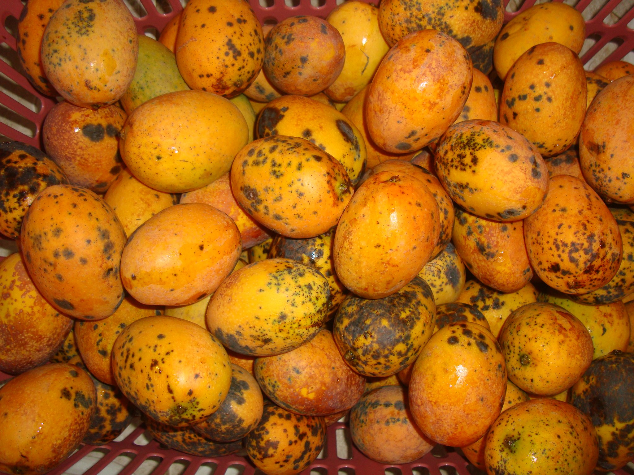 こちらは日本では見かけない、小粒でも香りと味が濃厚なコッキンニョという種類。