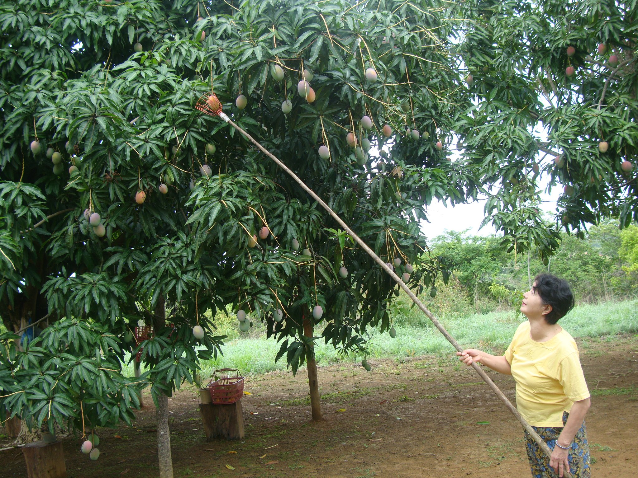 原始的だけれど、確実にマンゴが採れる収穫用の道具を嬉しそうに操る私 (^^♪ 