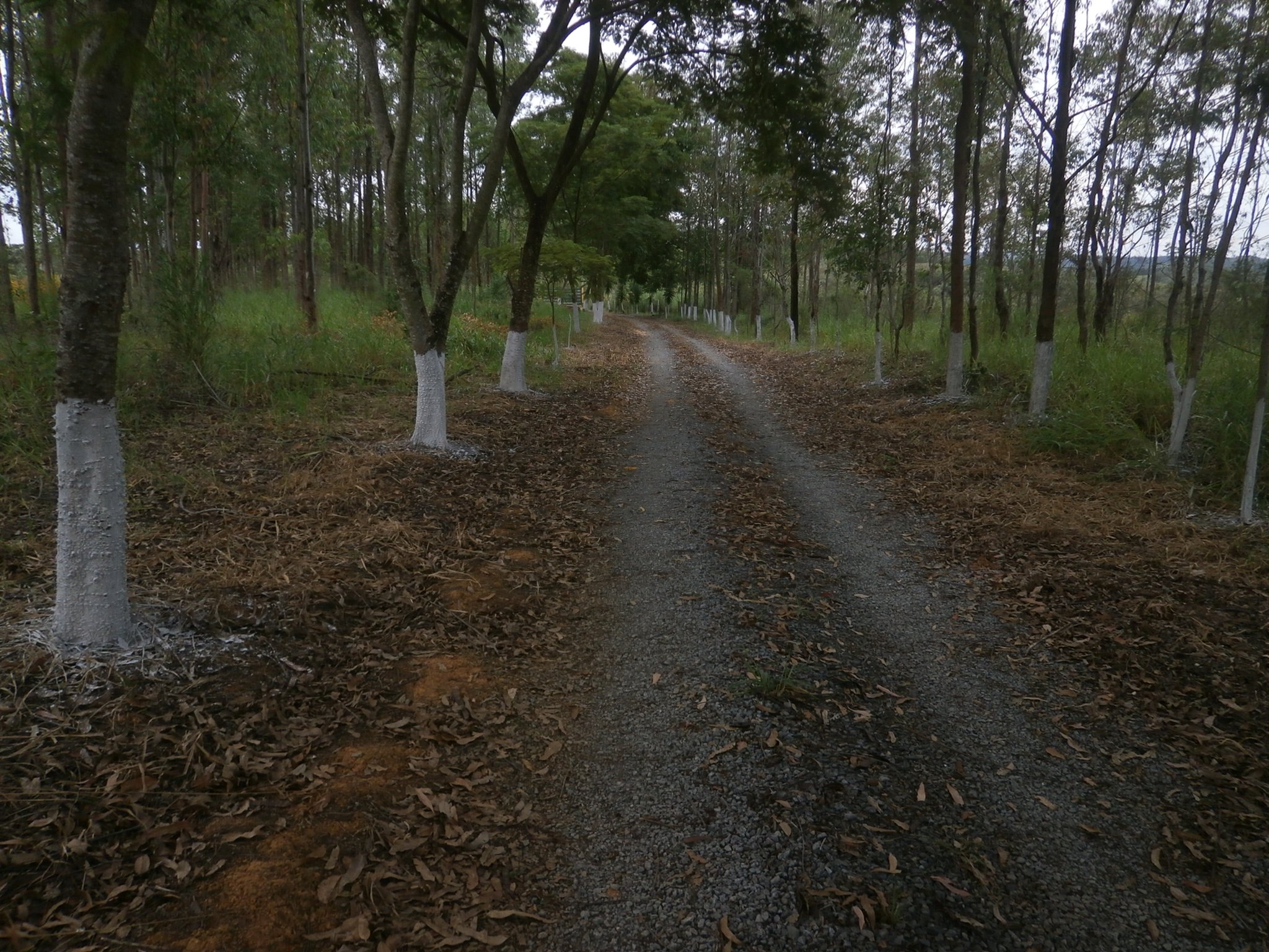 門から園内へと続く道。綺麗に整備されています。
