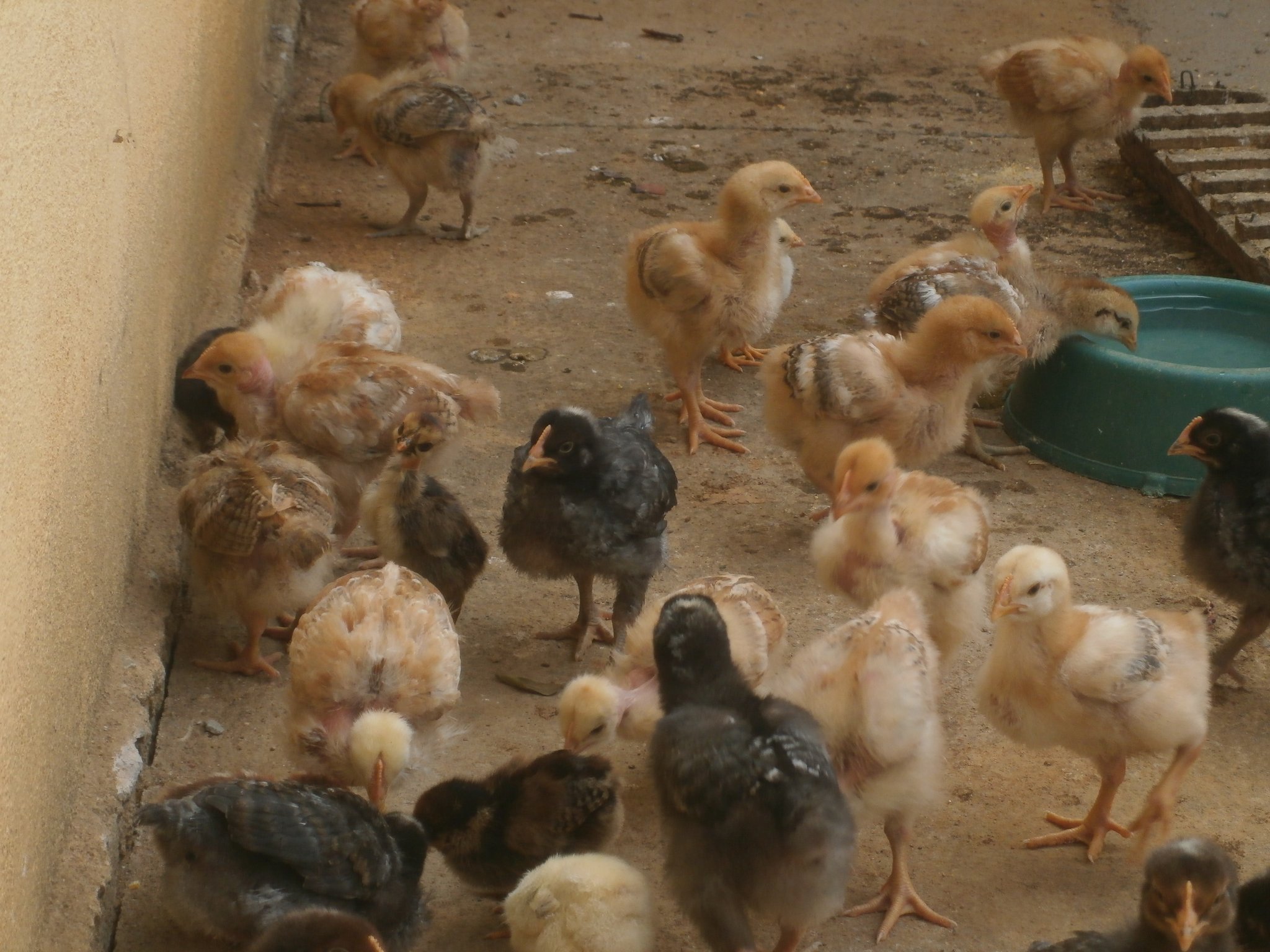 自給自足の生活を目指し、卵を産む鶏も飼育しています。