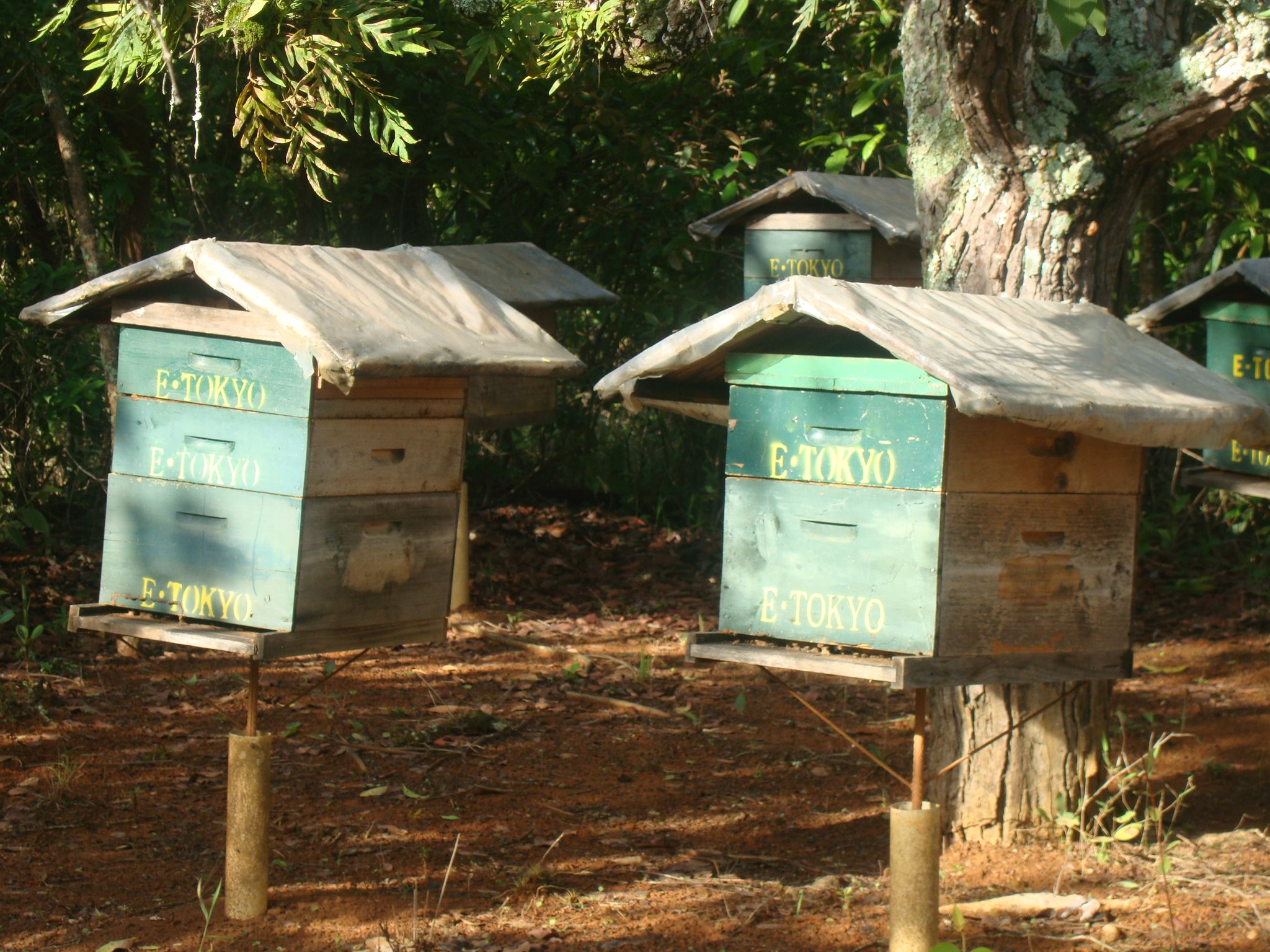 設置してある巣箱。日照りが続いてもミツバチは健気に働いています。