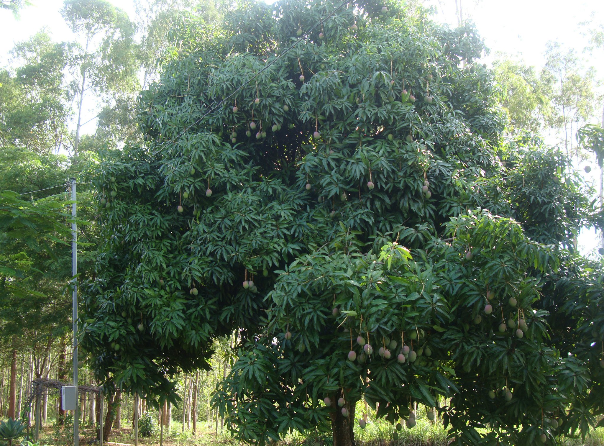 マンゴの果実も沢山育っていました。