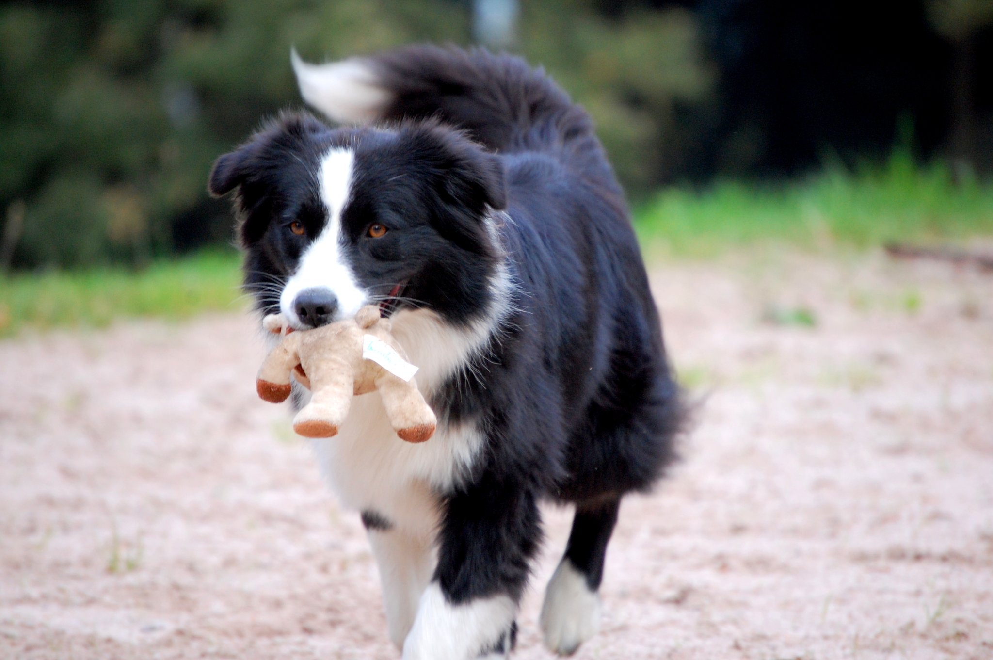 Therapie Hund Ergotherapie