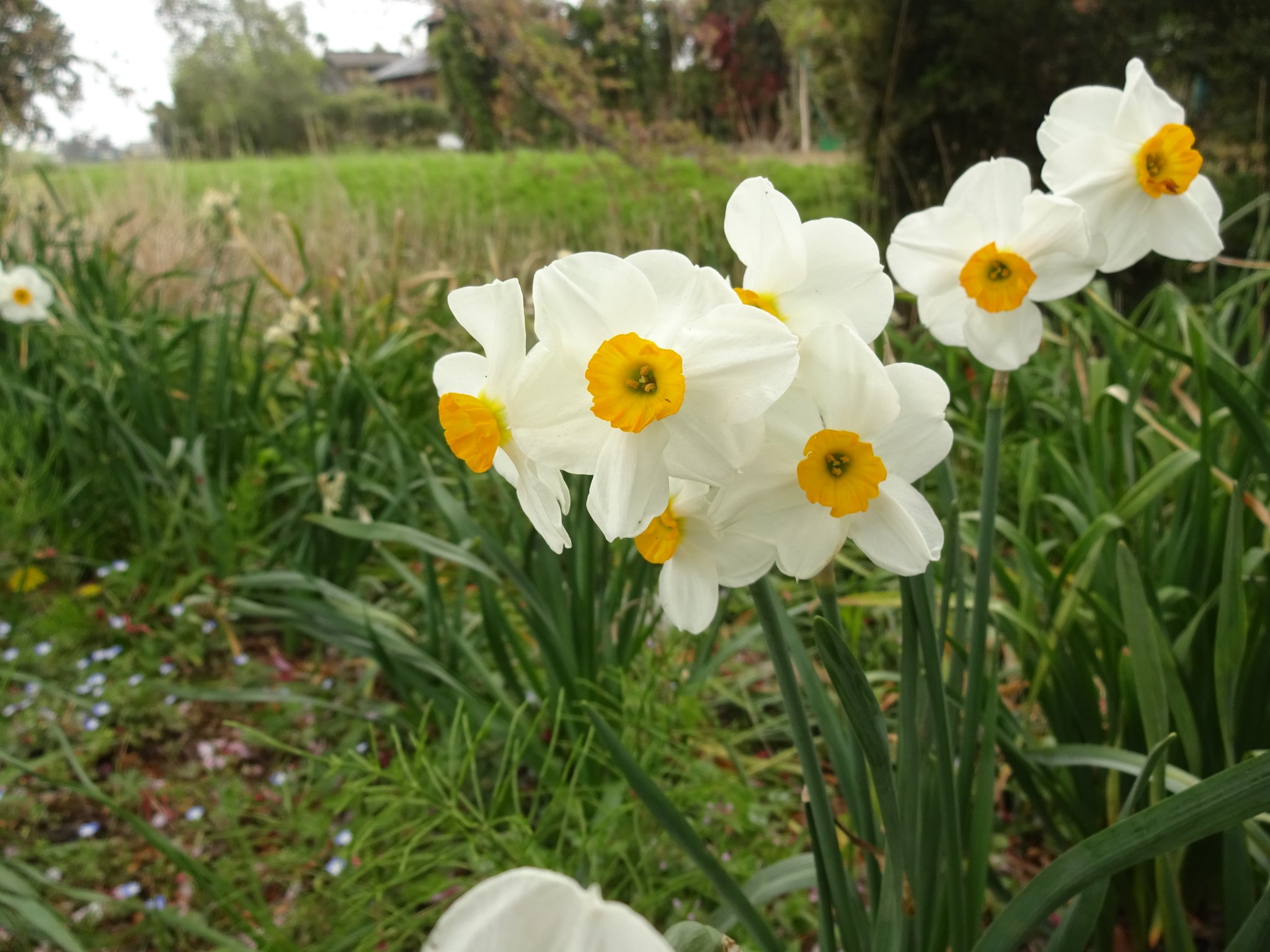 冬には並木沿いに水仙が咲きます。