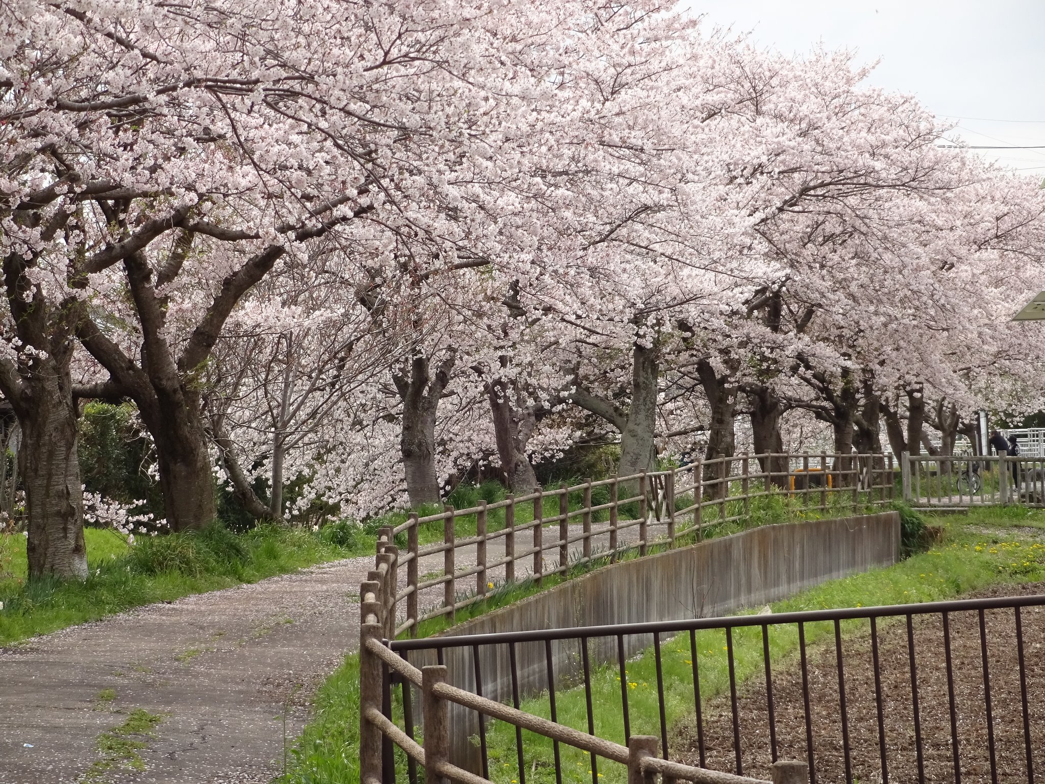 並木側から起点に向けた写真です。並木の見え方が変わりますので、様々な角度からお楽しみください。