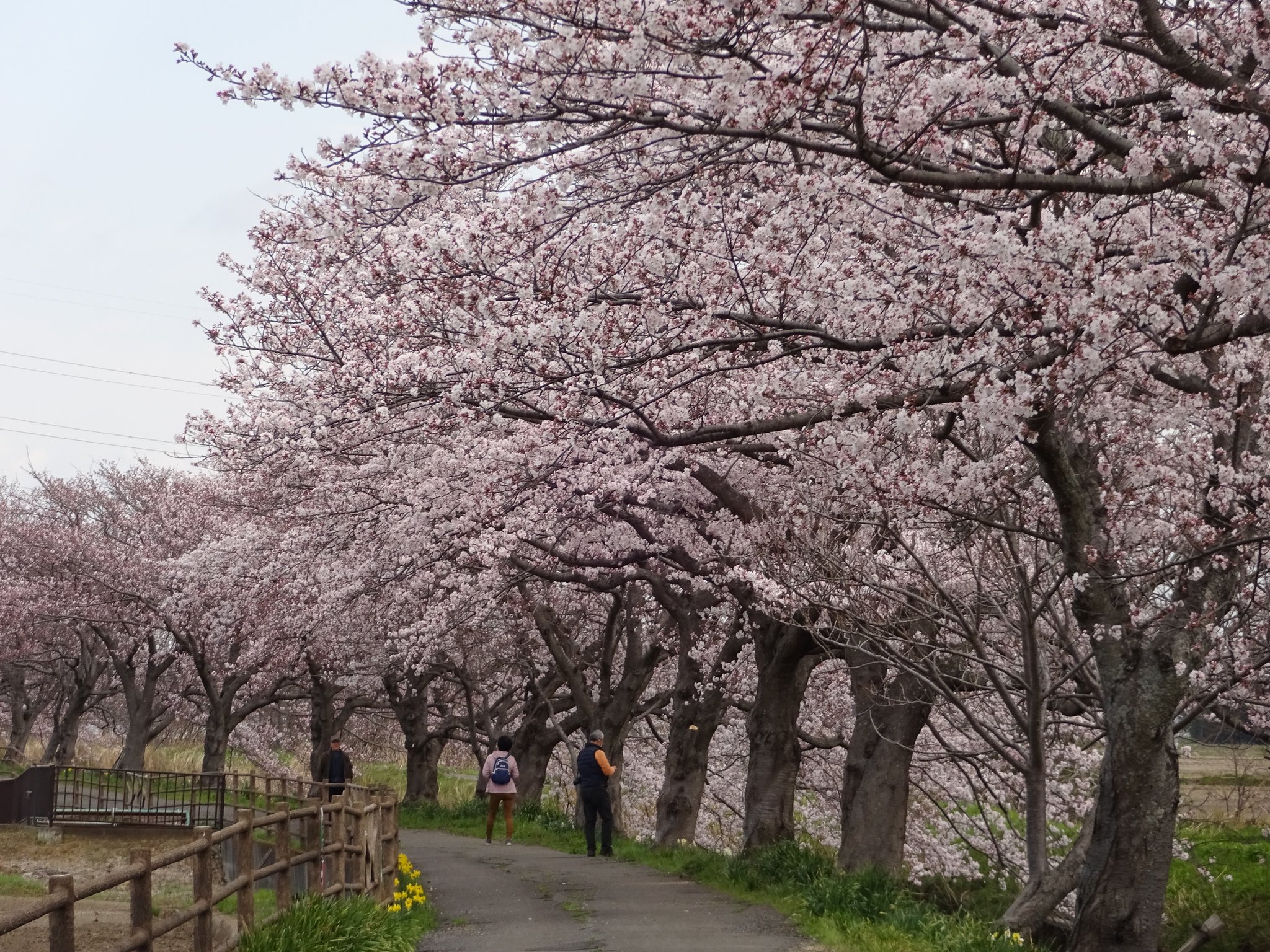 起点となる庄和道の駅さくら公園側からの写真です。約3kmの散策をお楽しみください。