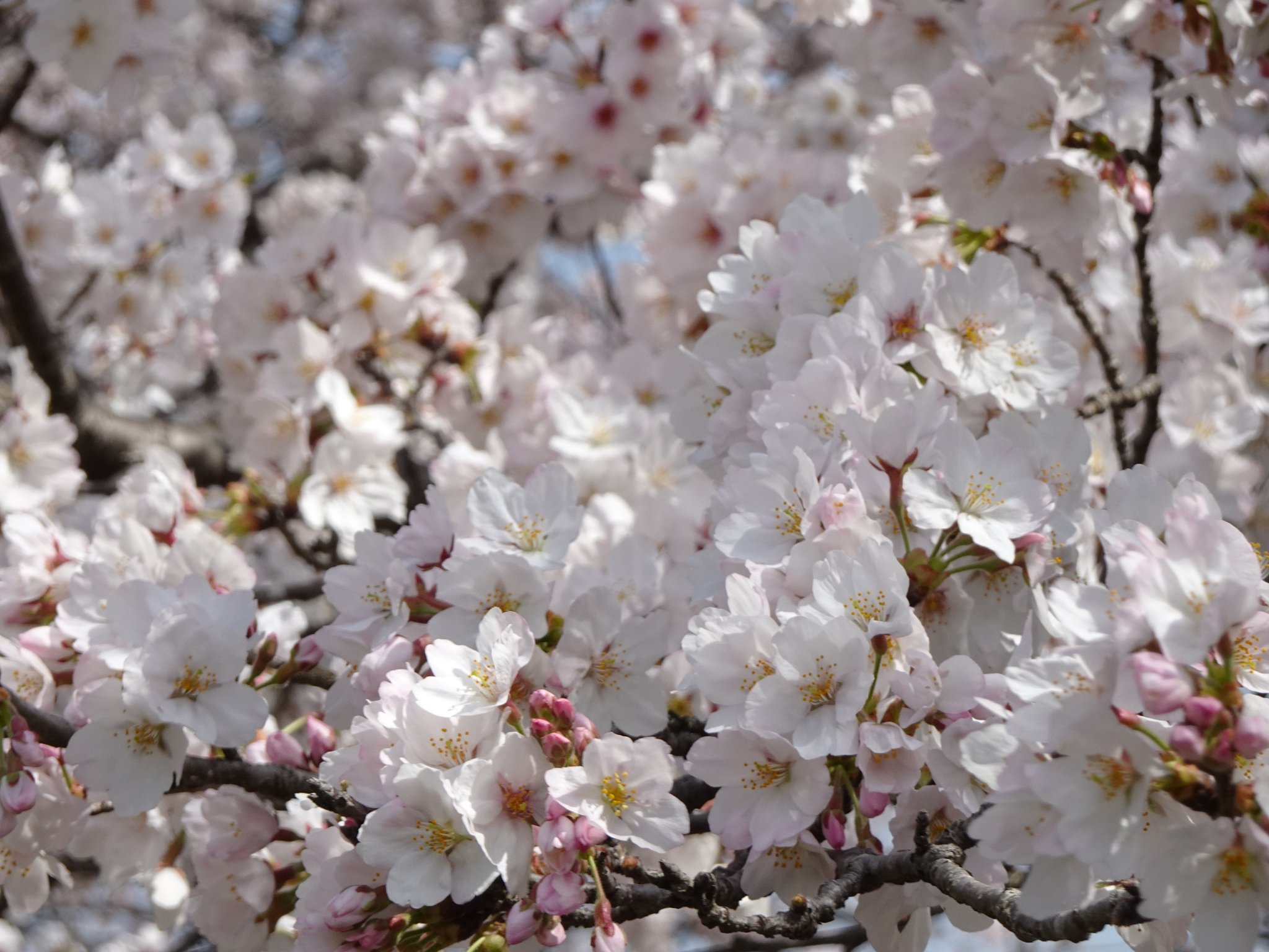 満開の桜です。お気に入りの1枚を撮影してみてください。