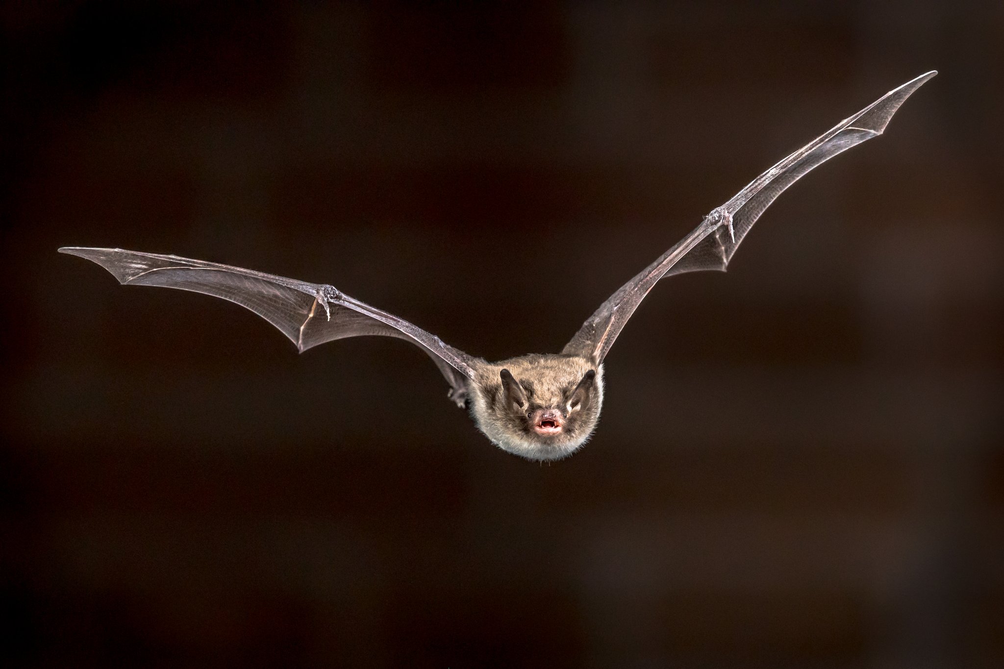 Nachtsafari mit Fledermaus lauschen (Foto: CreativeNature)