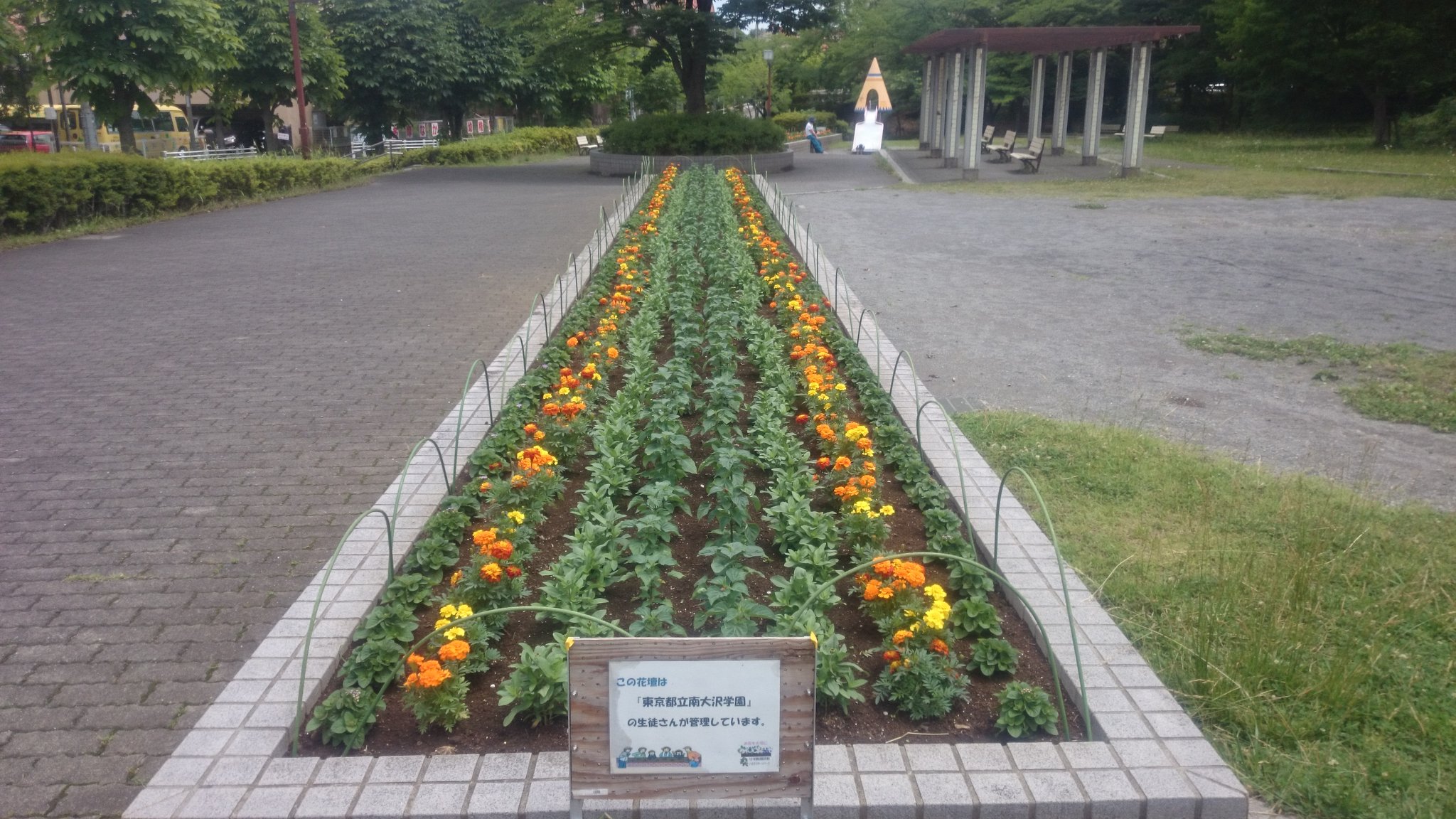完成!大切に育てたお花…成長が楽しみです♪