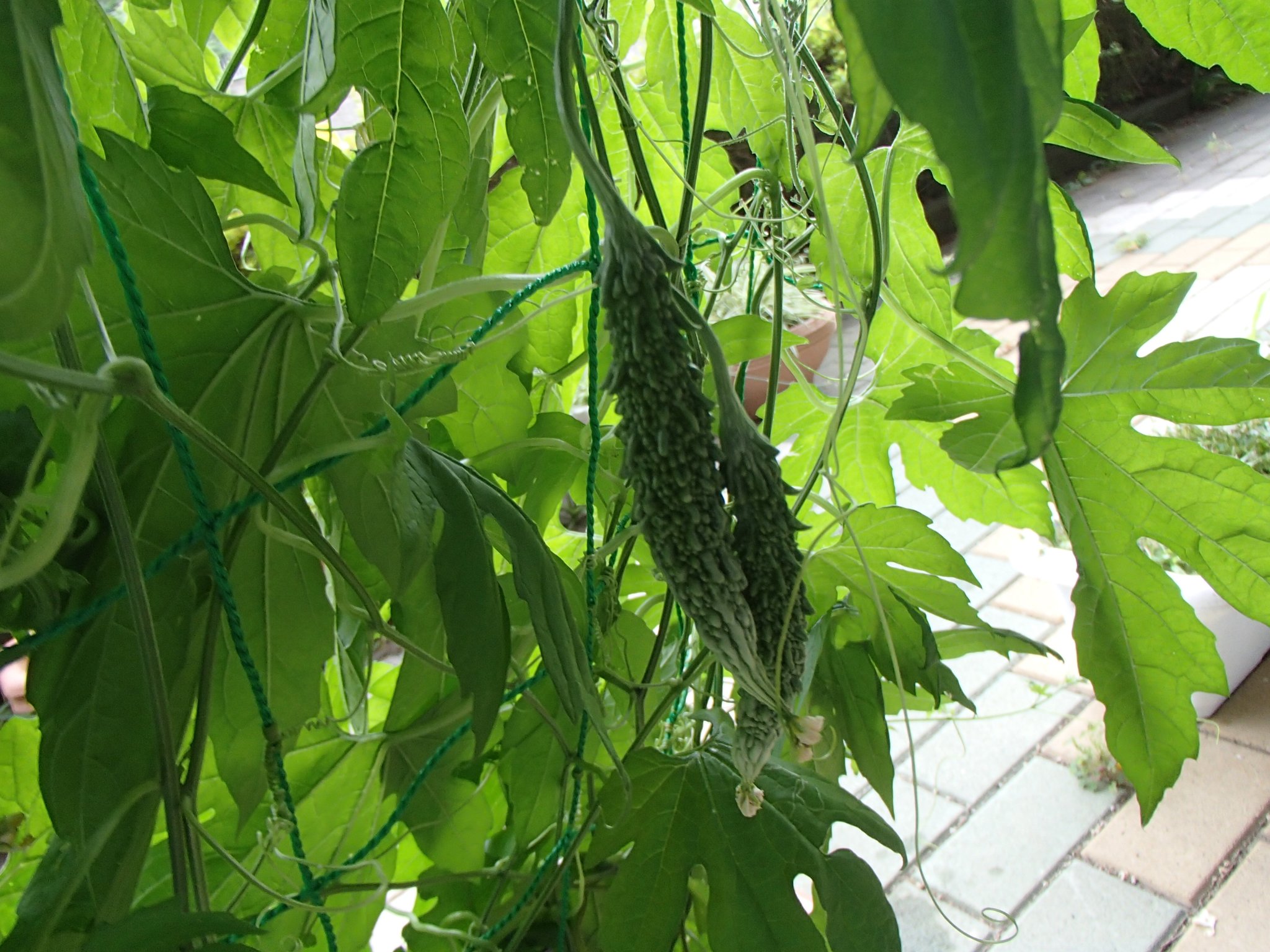 6月23日 小さいゴーヤ発見!!