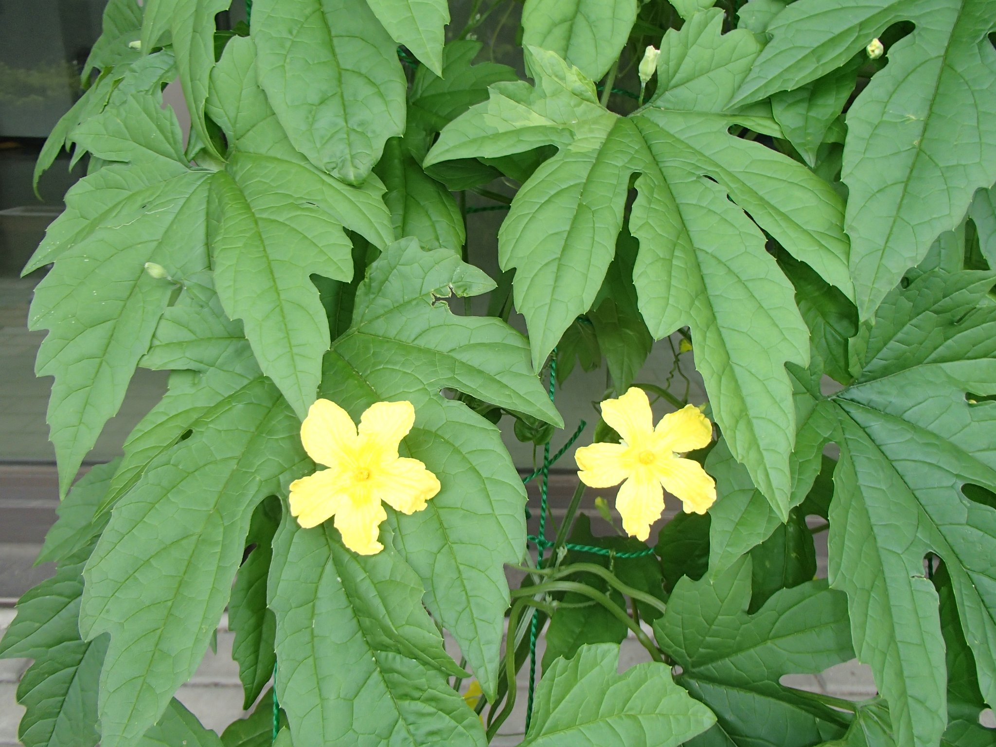 6月14日 可愛いお花が咲きました♪