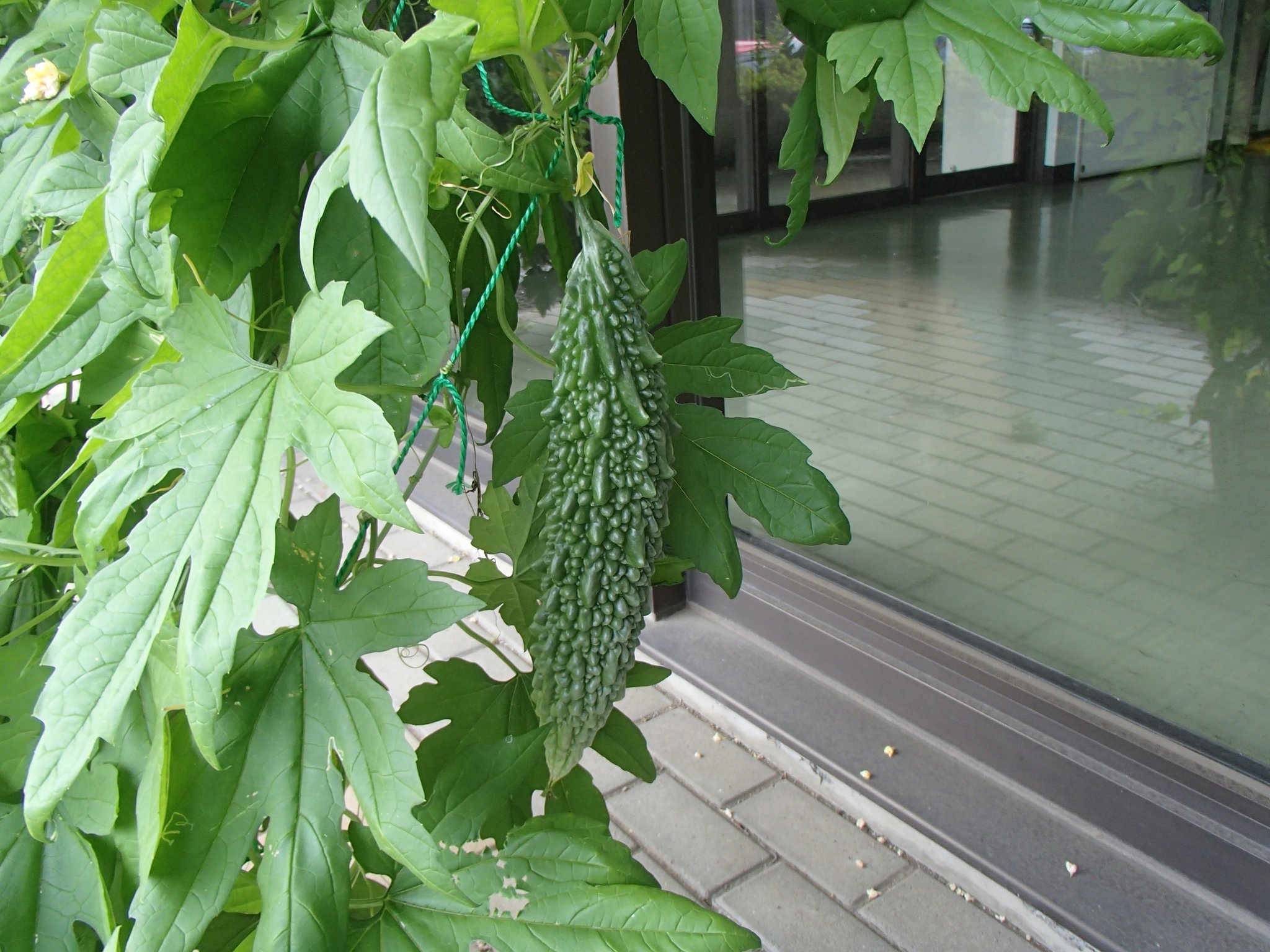 7月1日 立派なゴーヤが豊作です♪