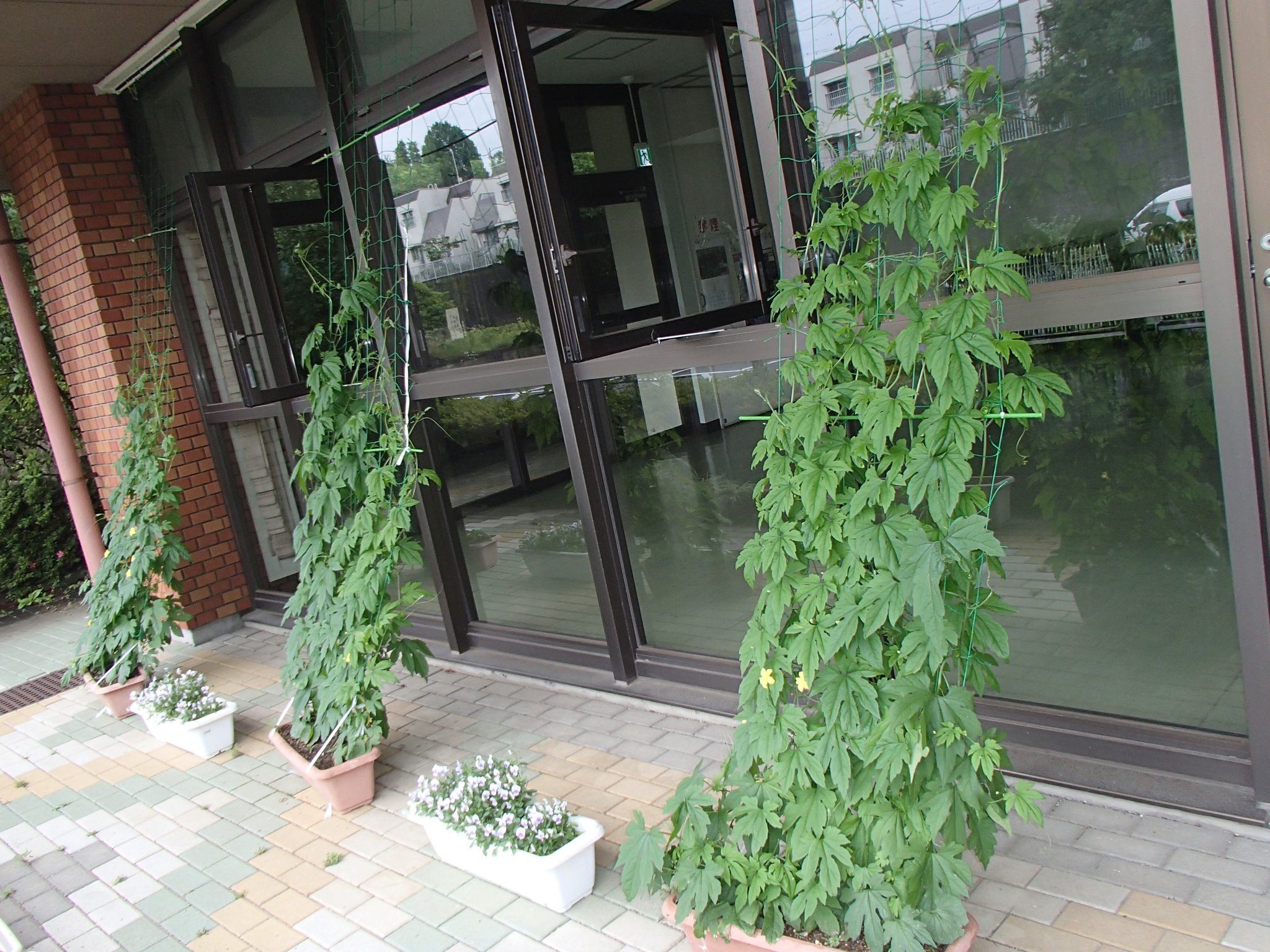 今年はゴーヤのグリーンカーテンに挑戦です!