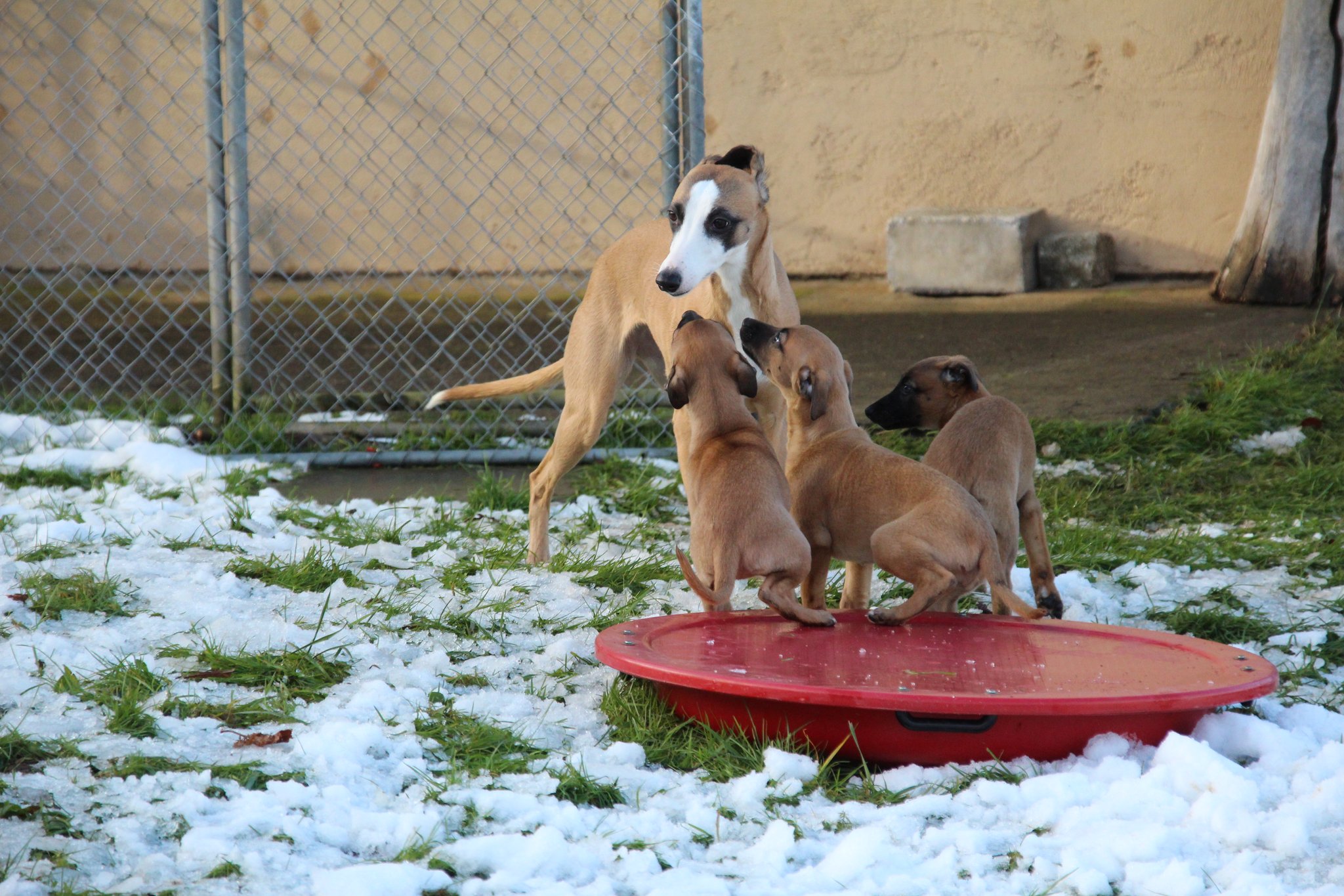 Jeanie zu mit ihren Halbgeschwistern