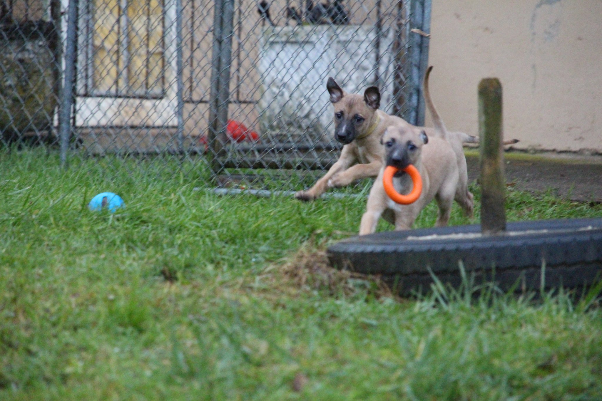 Zappi mit ihrem Ring und Camée