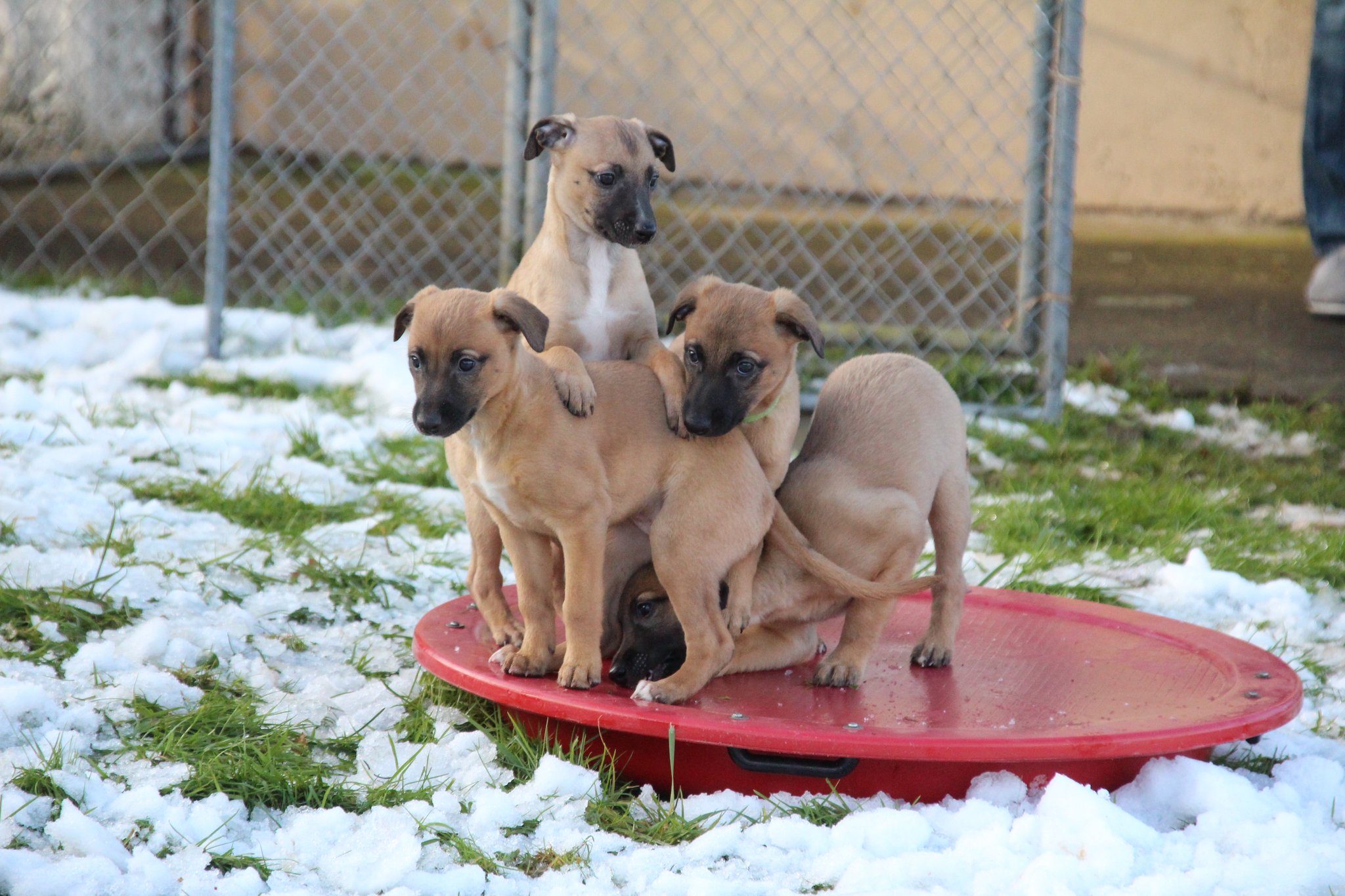 Gioia, Charlie Brown, Zappi und unten noch Carlos