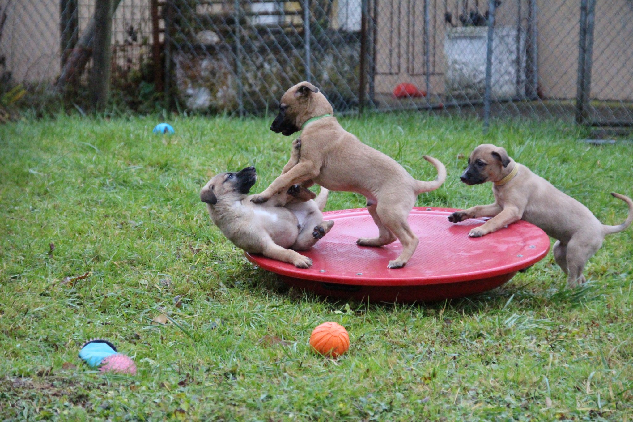 Charlie Brown und Carlos am Kräftemessen