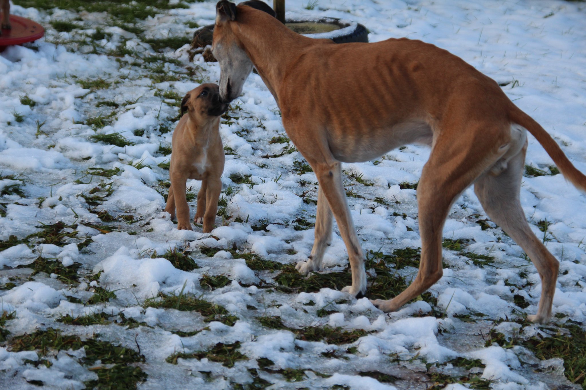 Grossonkel Xhavit mit Gioia