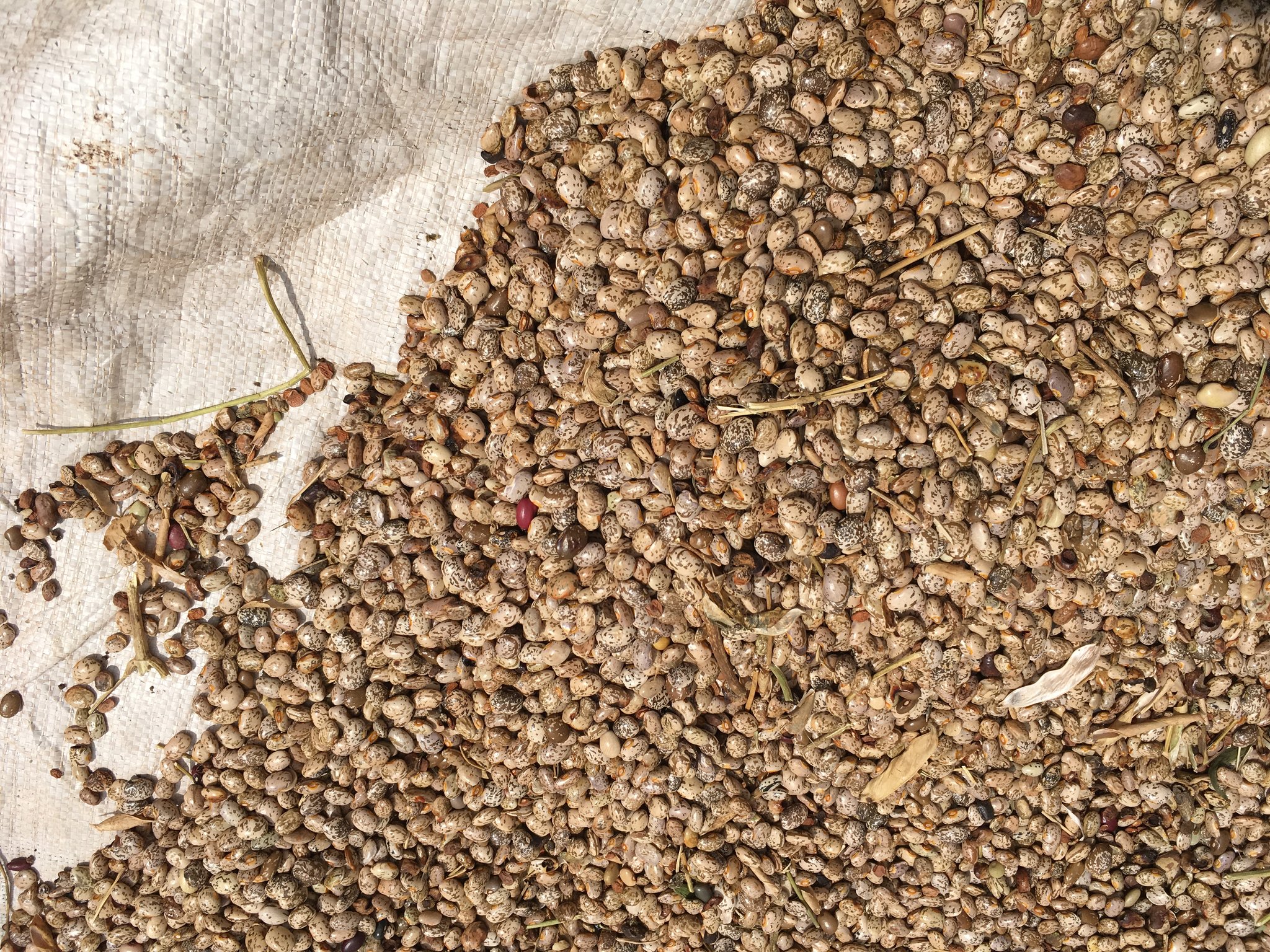 Bohnenernte an der Imisigiyio